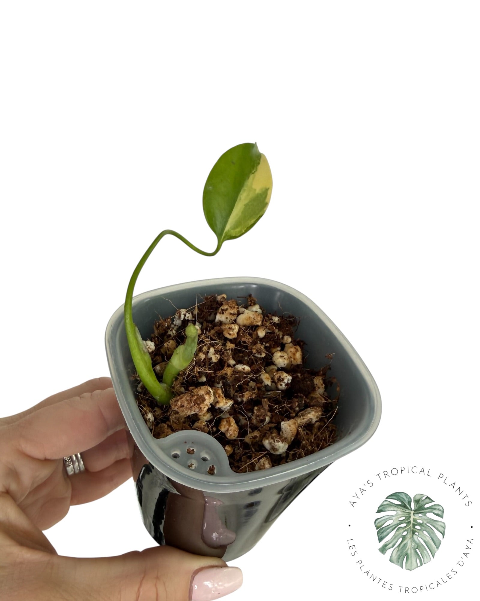 Monstera Aurea panaché