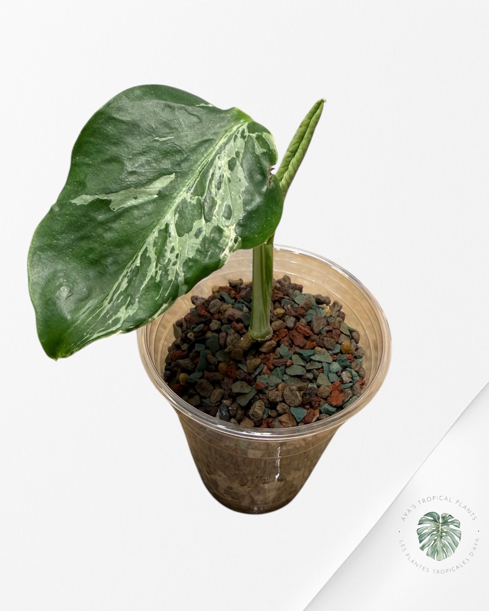 Monstera Deliciosa Bulbasaur