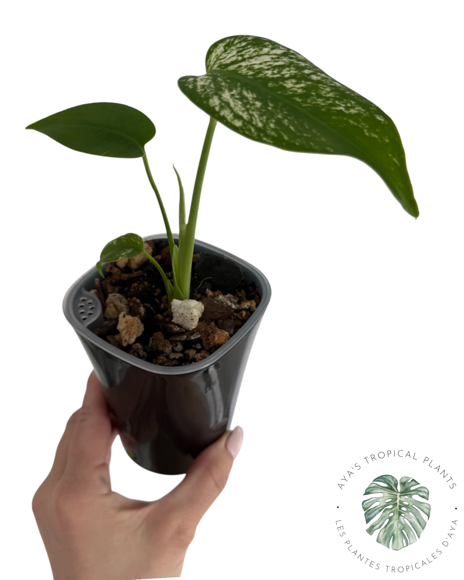 Monstera Deliciosa 'Devil Monster'
