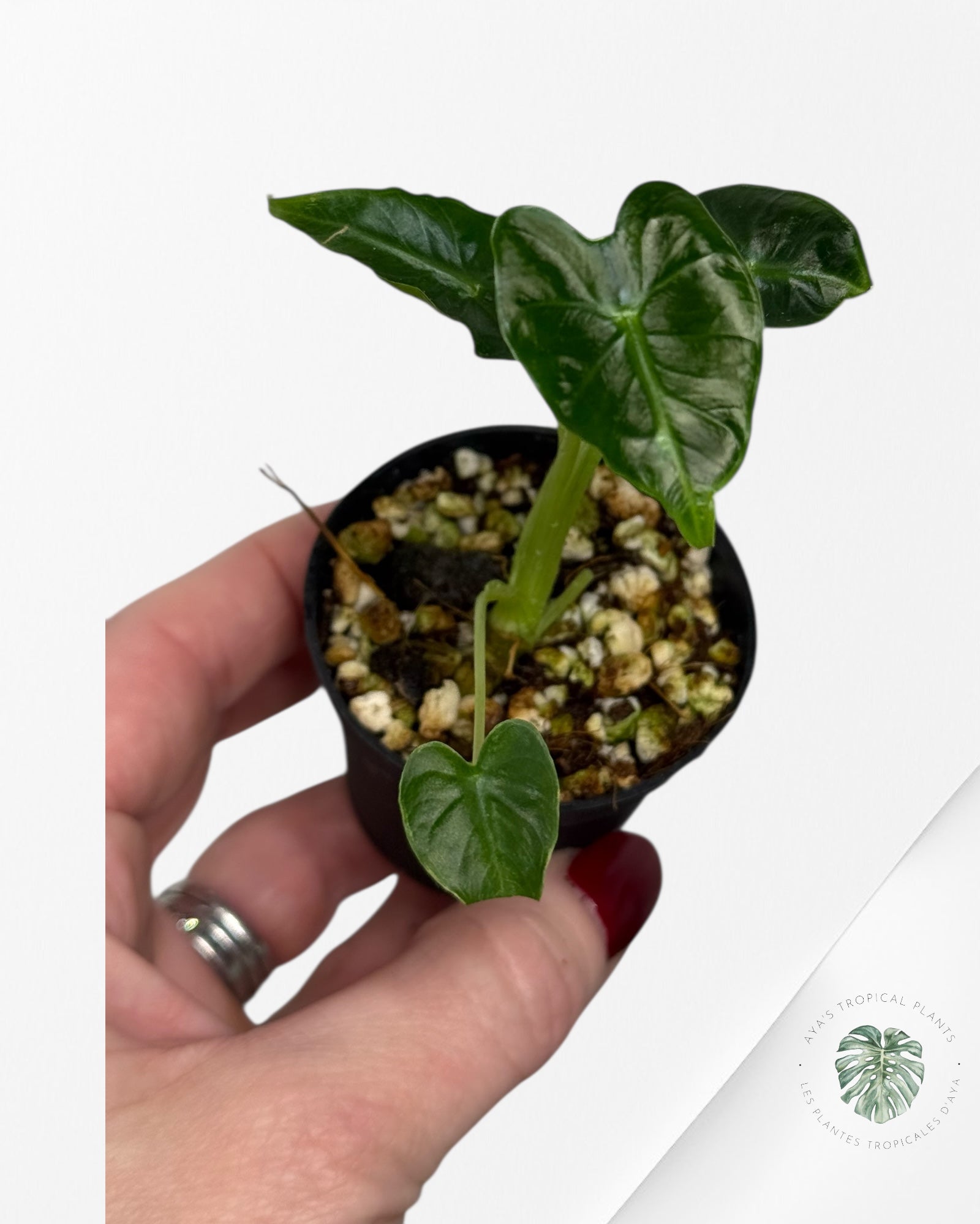 Alocasia Frydek ‘Tattoo’| Rare TC Plant| Aya's Tropical Plants