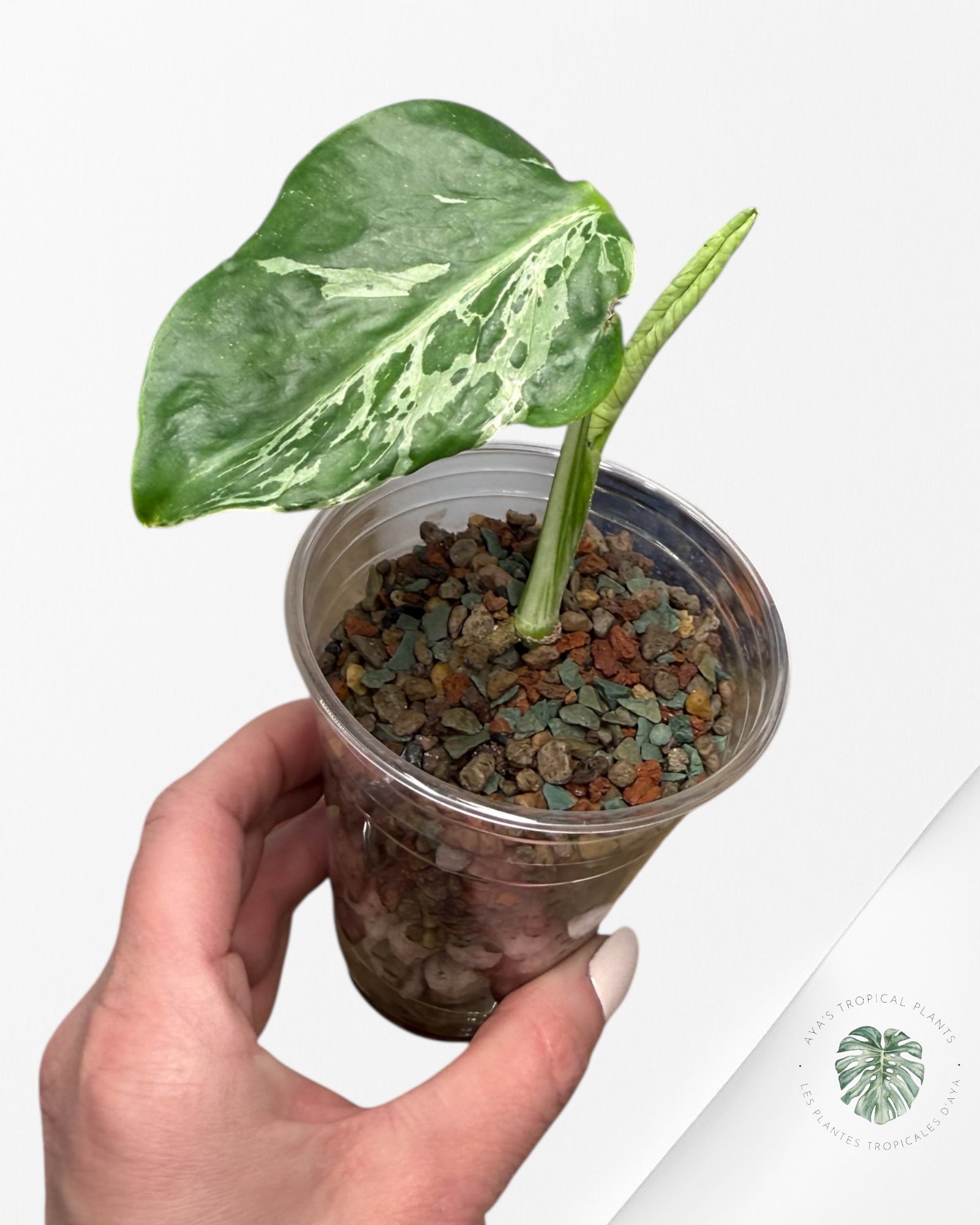 Monstera Deliciosa Bulbasaur