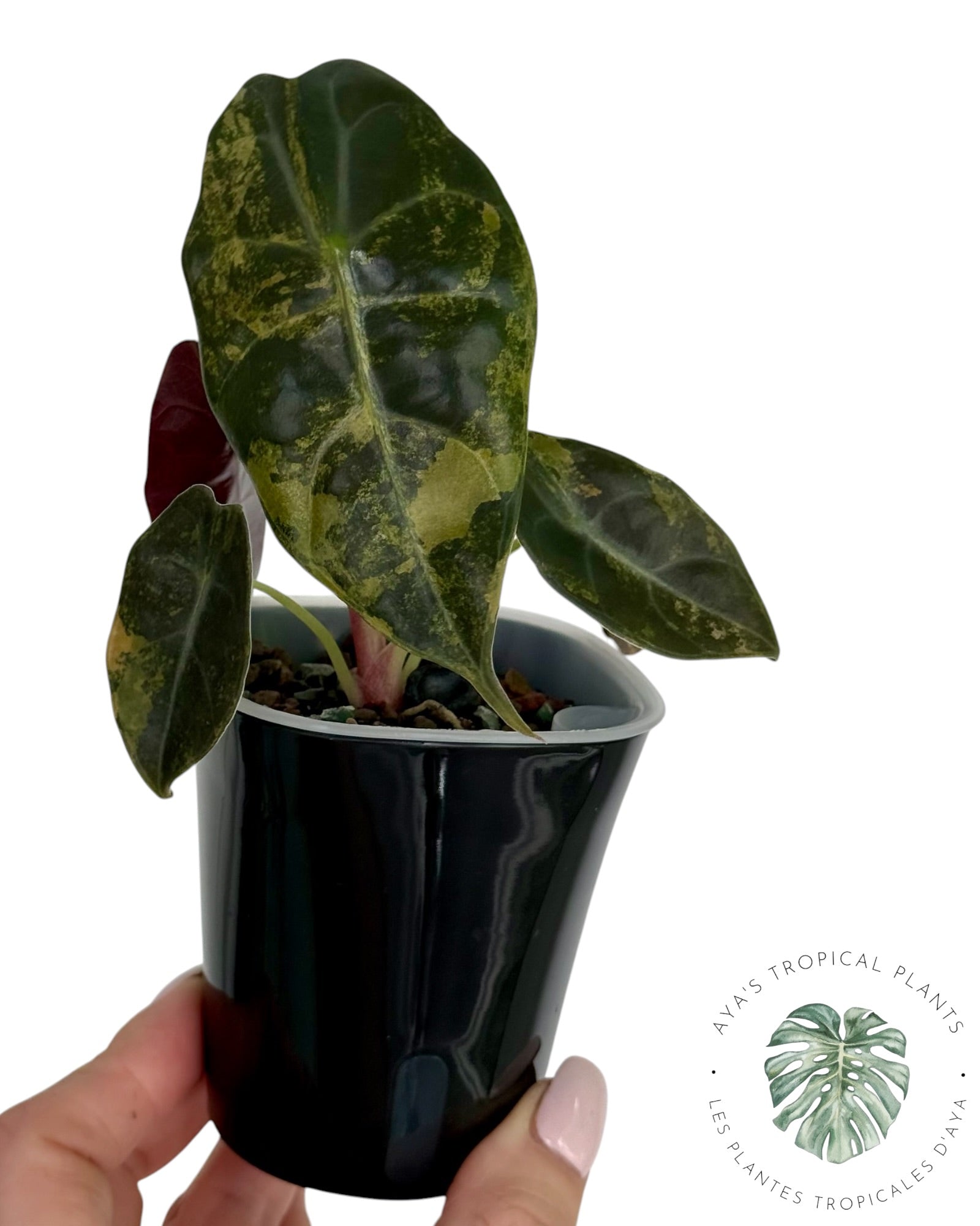 Alocasia Sedenii Aurea panachée