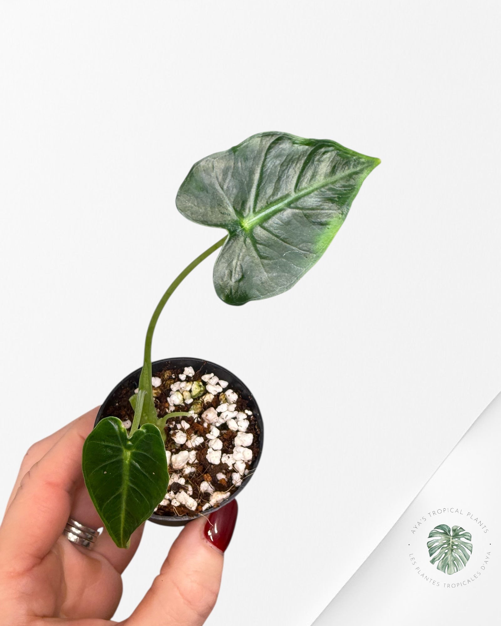 Alocasia Frydek ‘Tattoo’| Rare TC Plant| Aya's Tropical Plants