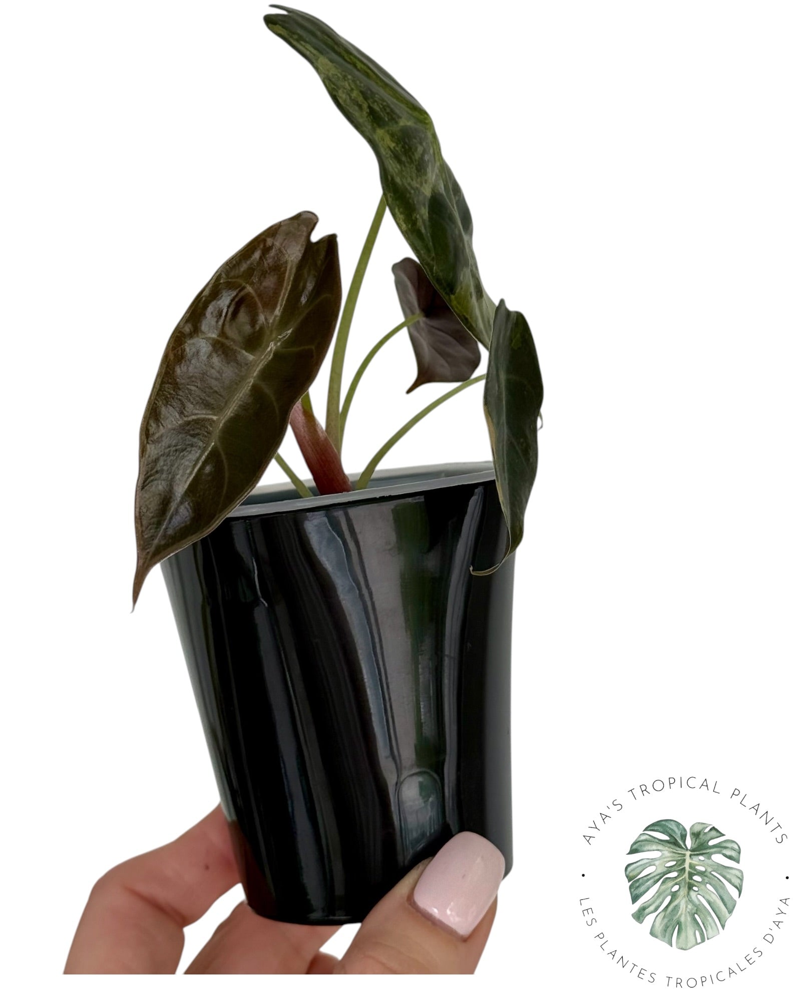 Alocasia Sedenii Aurea panachée