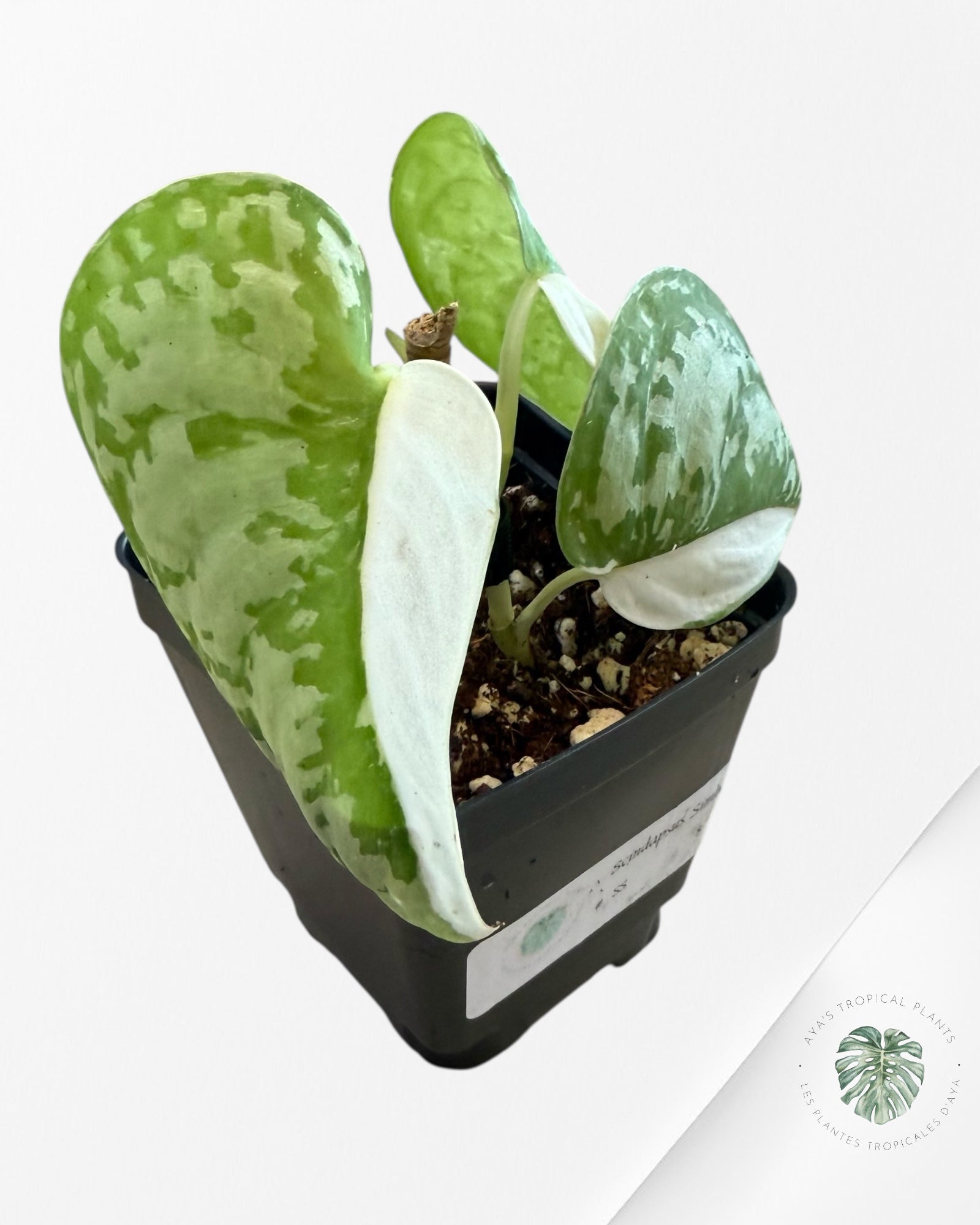Scindapsus Simbara Variegated - EXP25