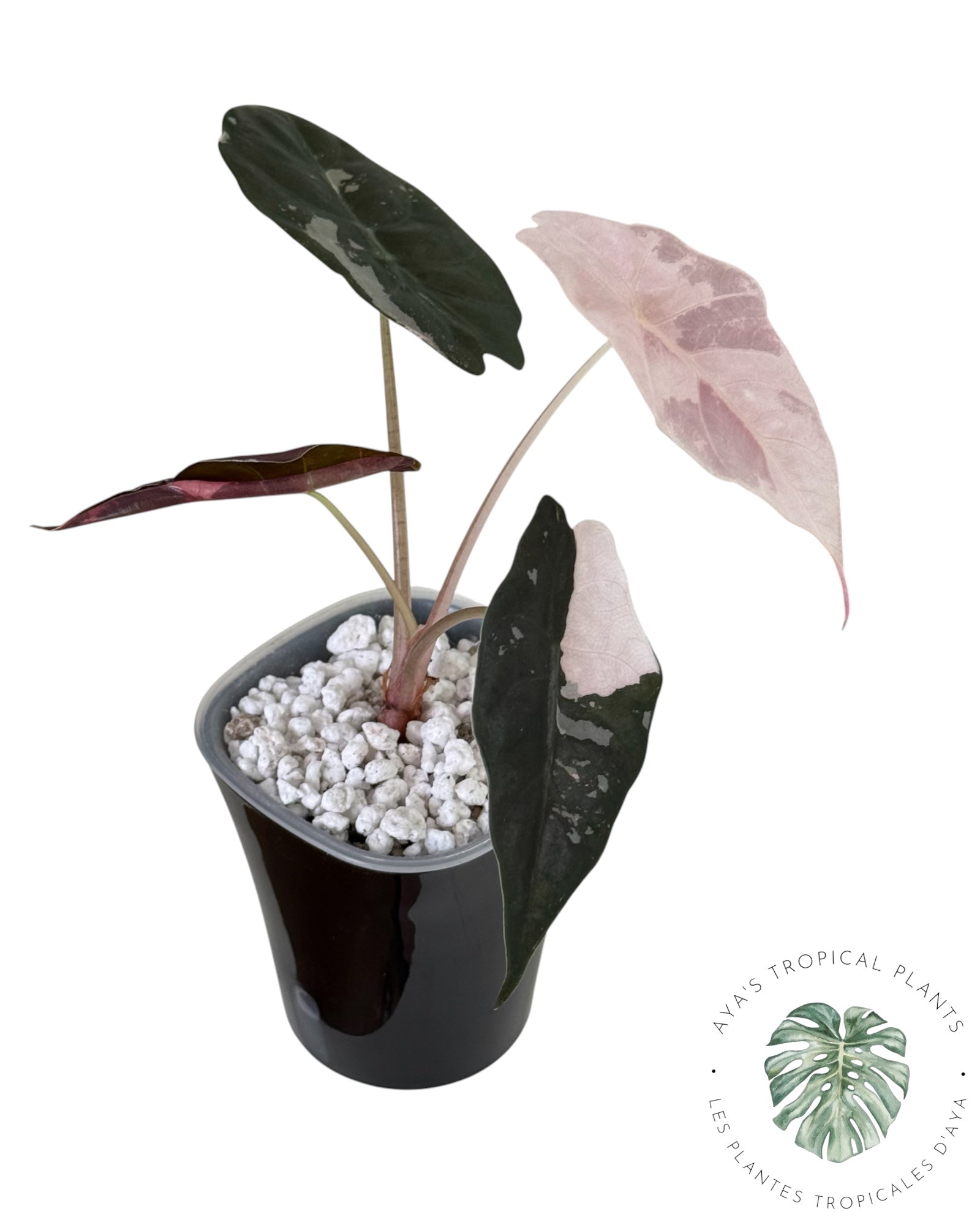 Alocasia Chantrieri Pink Variegated