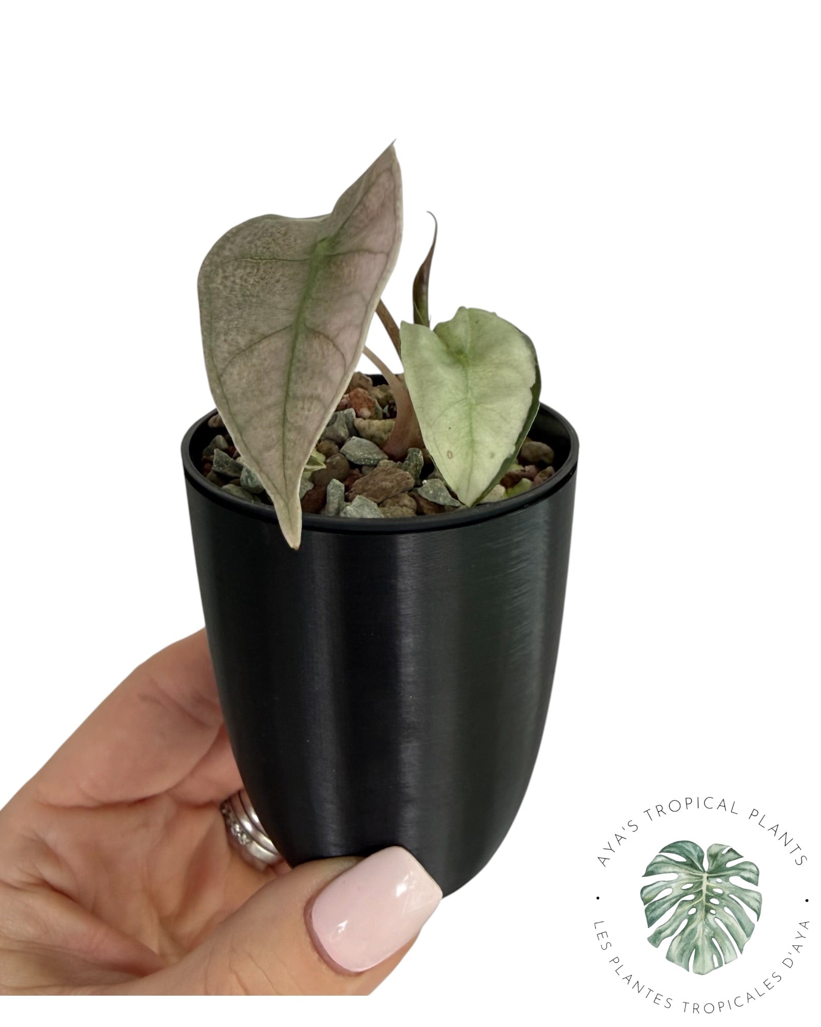 Alocasia Polly Lava Variegated