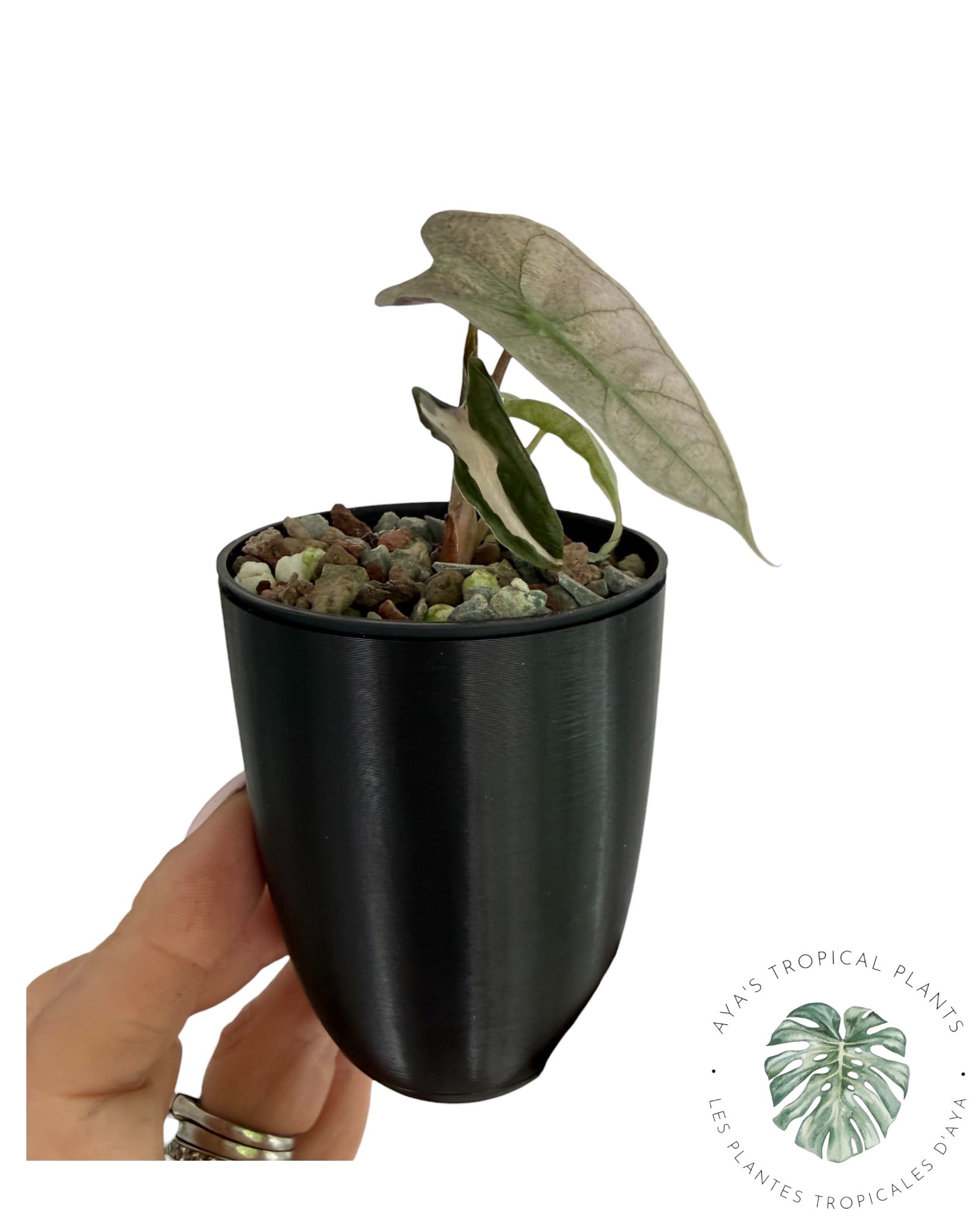 Alocasia Polly Lava Variegated