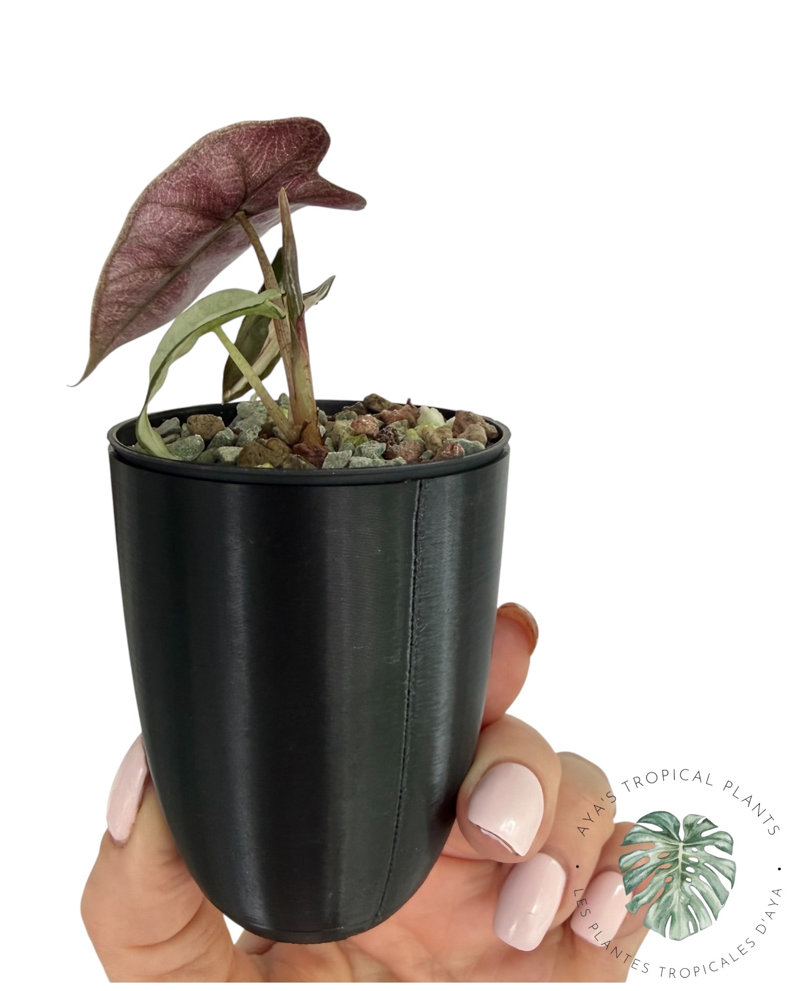 Alocasia Polly Lava Variegated