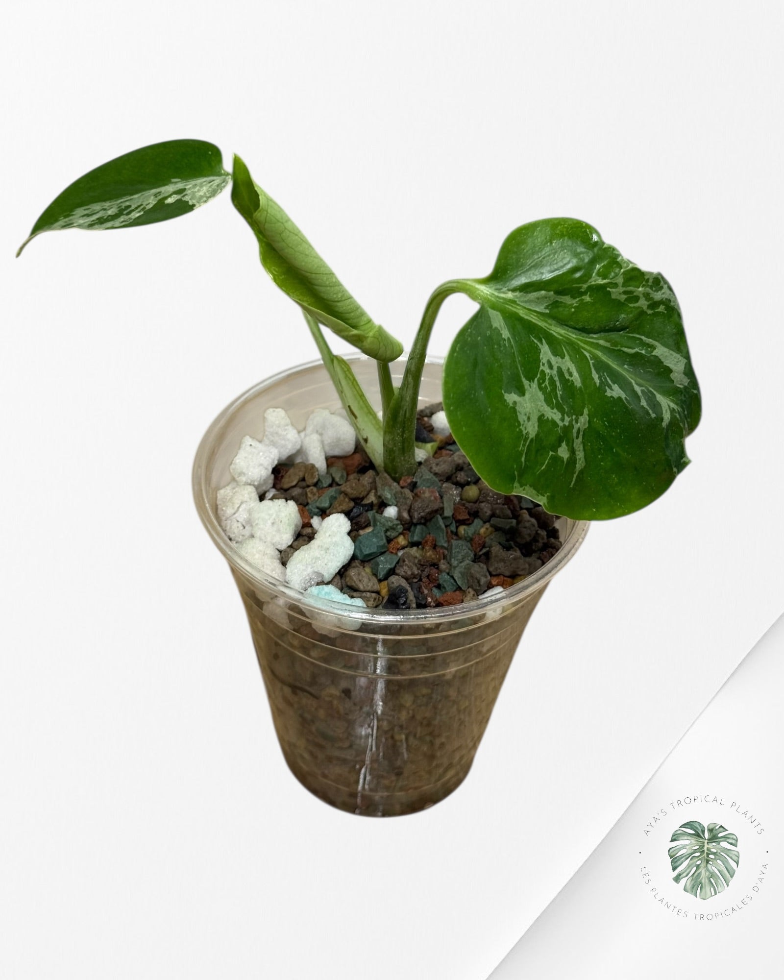 Monstera Deliciosa Bulbasaur