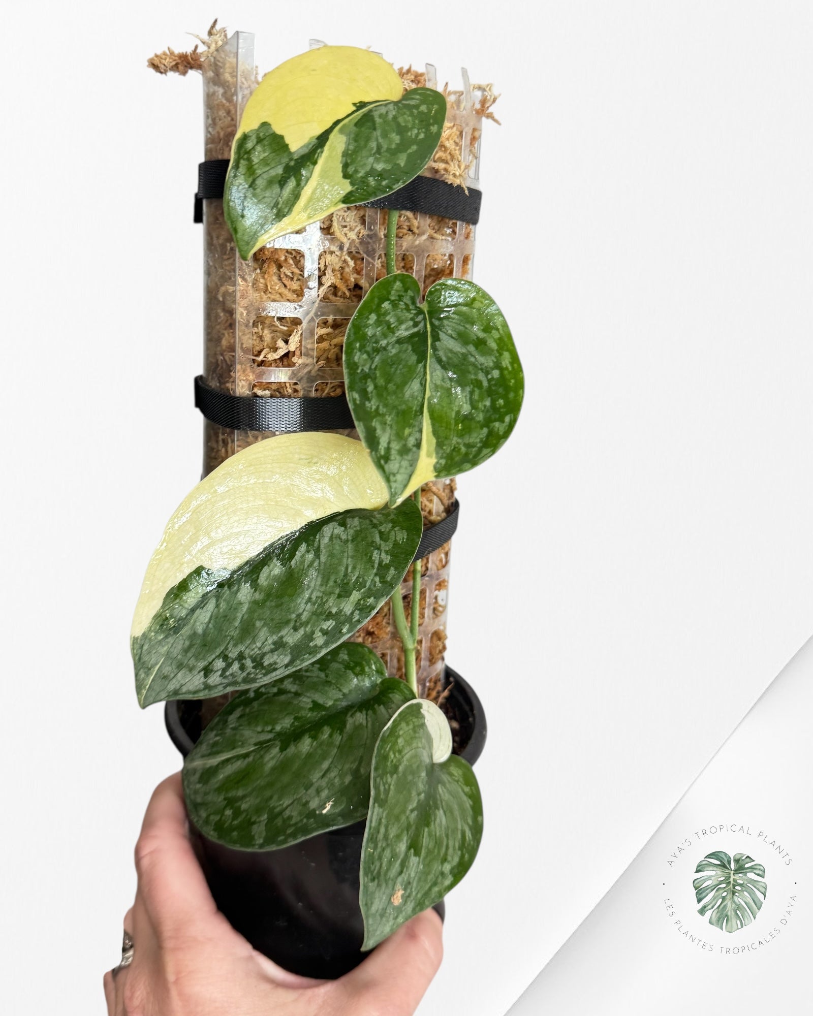 Scindapsus Silver Tattoo Variegata -EXP26