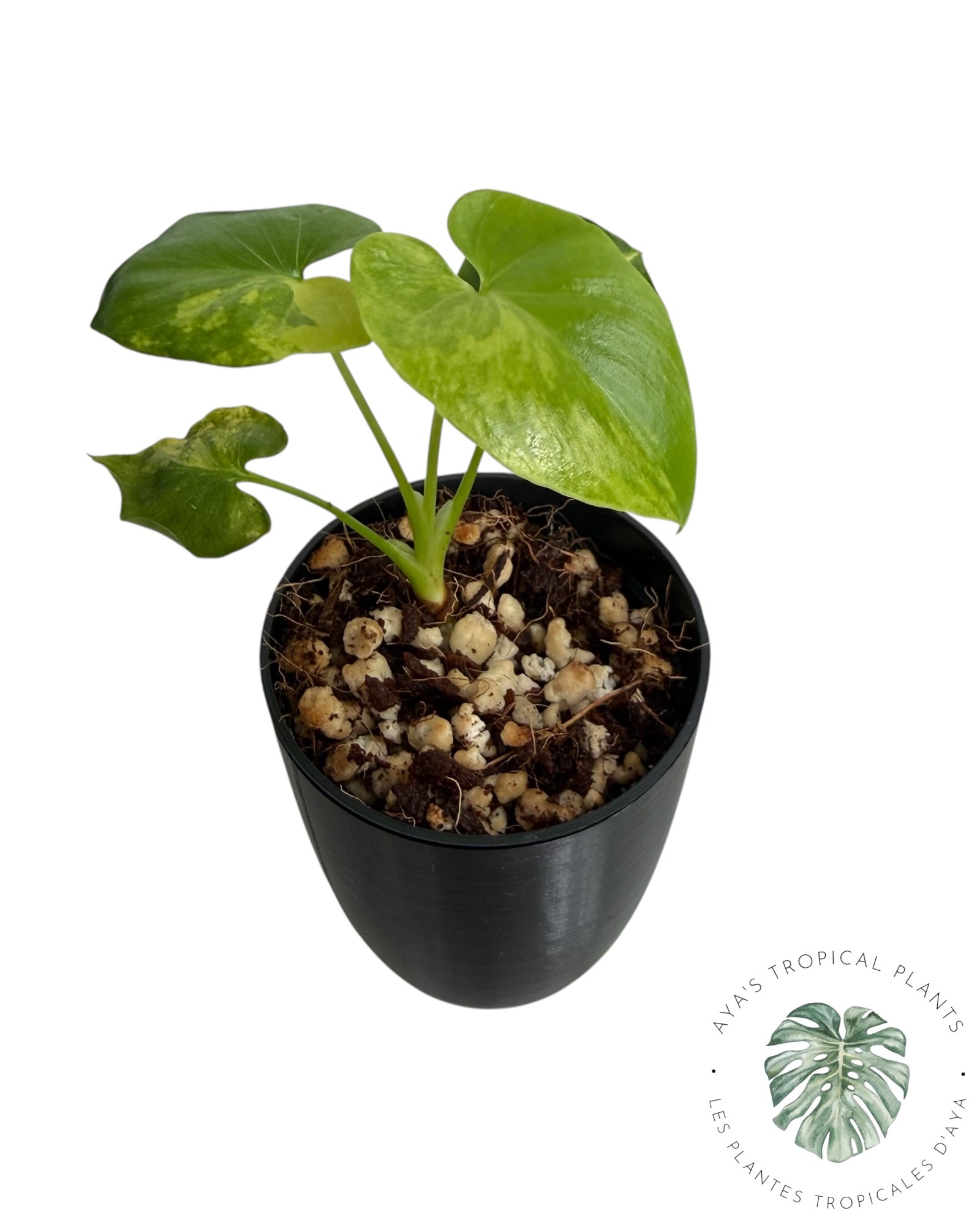 Philodendron Bipinnatifidum Variegated