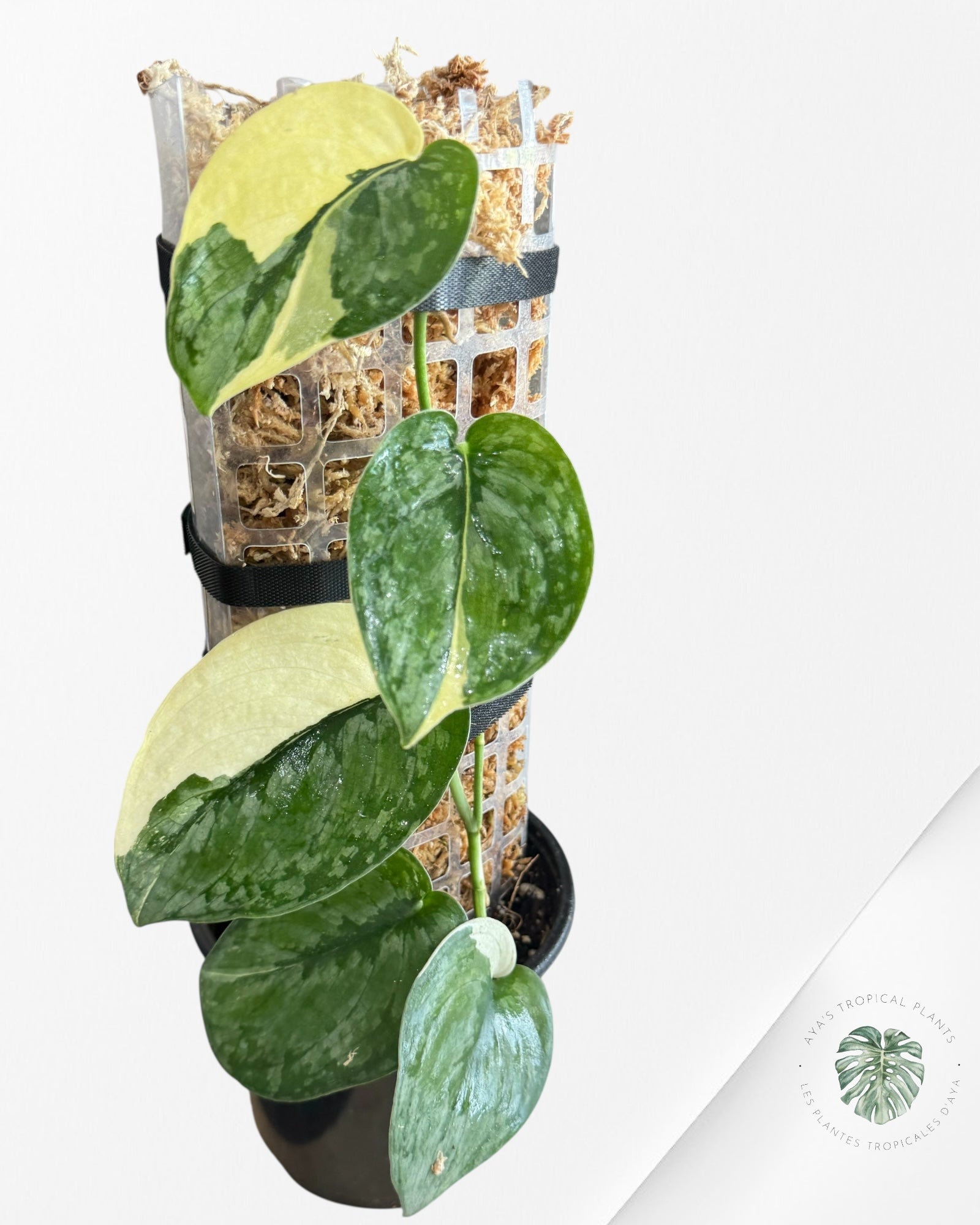 Scindapsus Silver Tattoo Variegata -EXP26