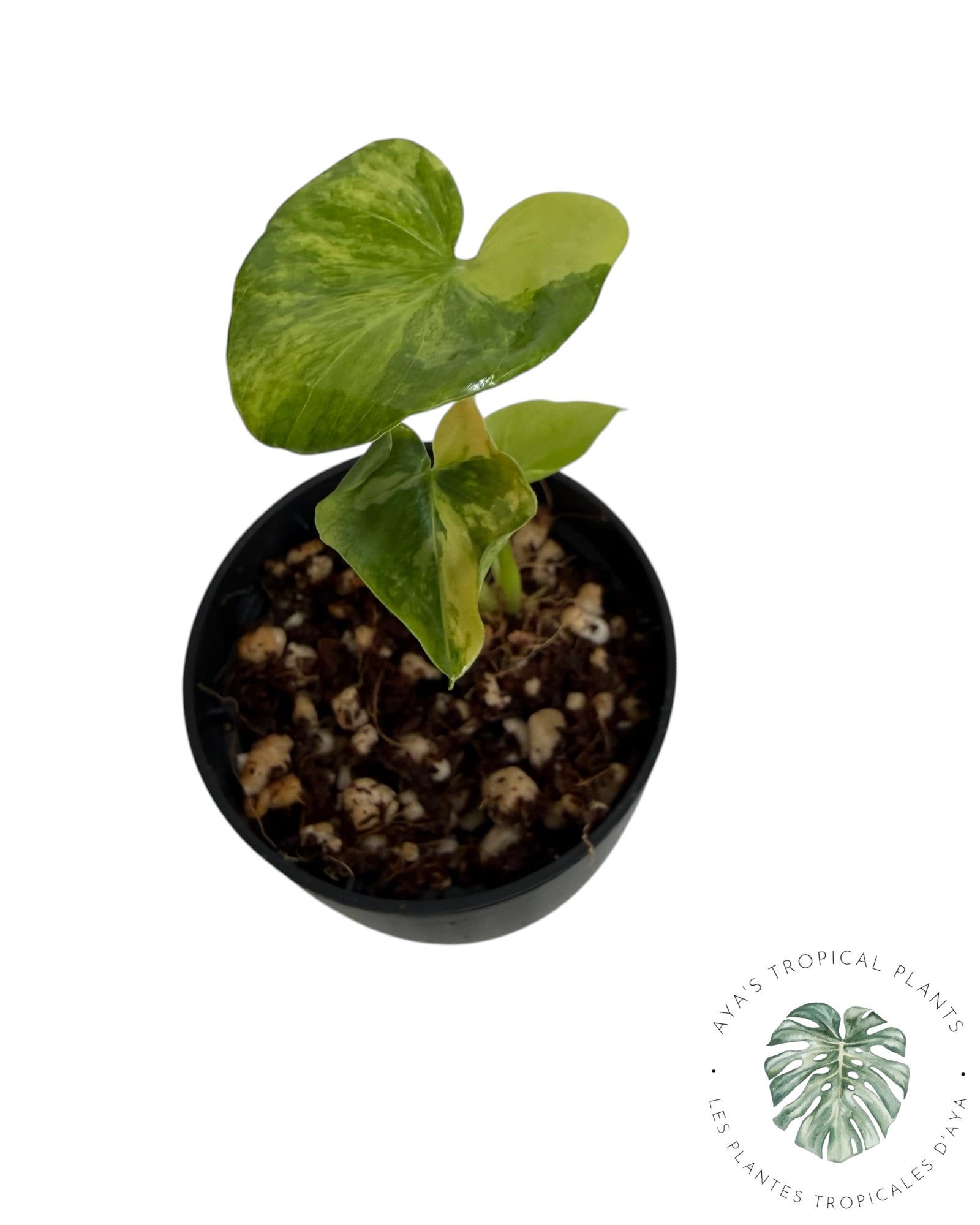 Philodendron Bipinnatifidum Variegated