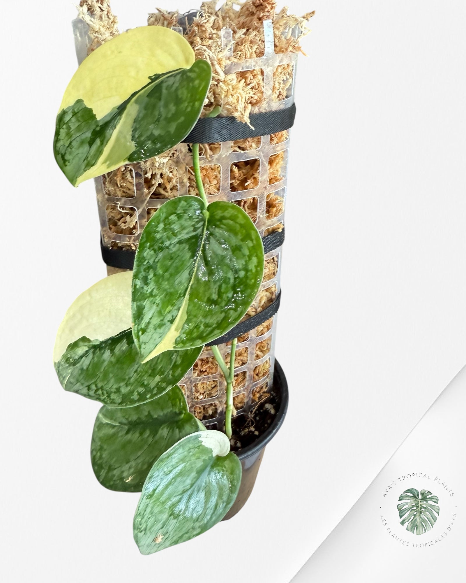 Scindapsus Silver Tattoo Variegata -EXP26