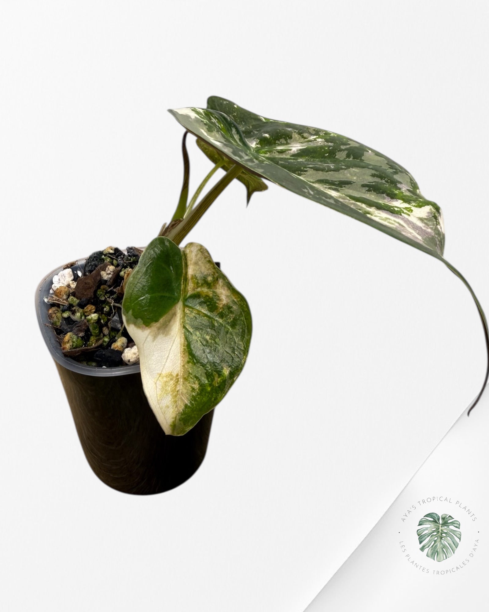 Alocasia Wentii Albo Pink Variegated