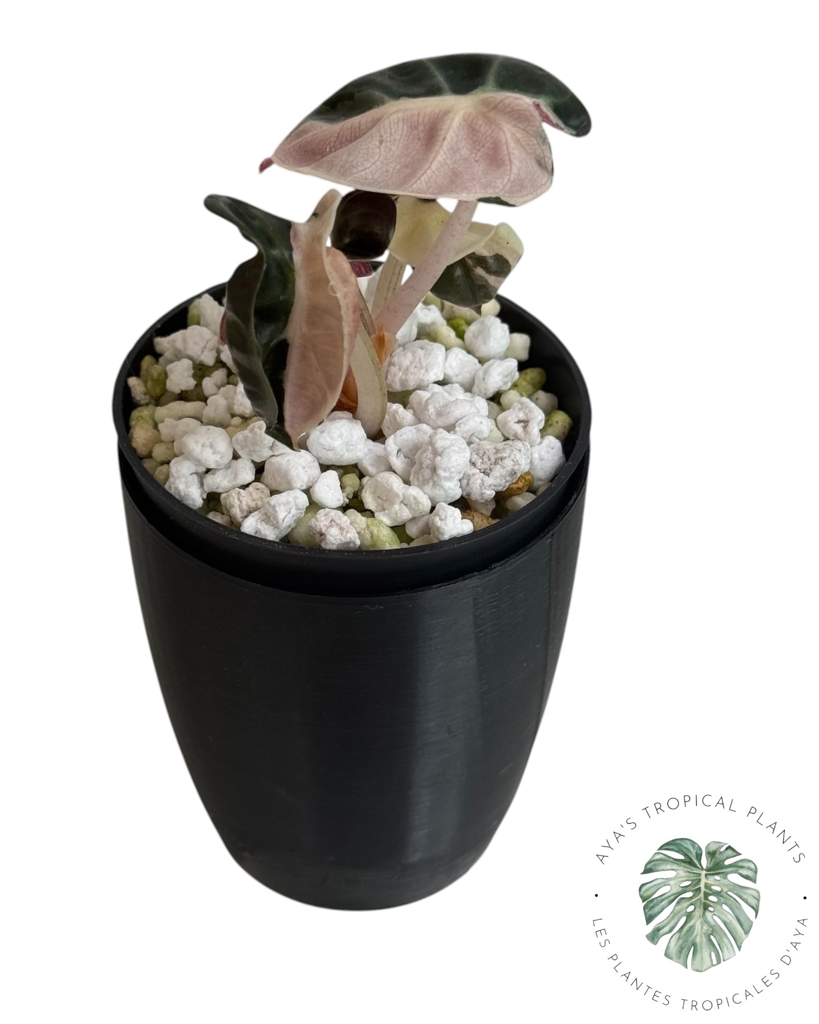 Alocasia Heart Balloon Pink variegated