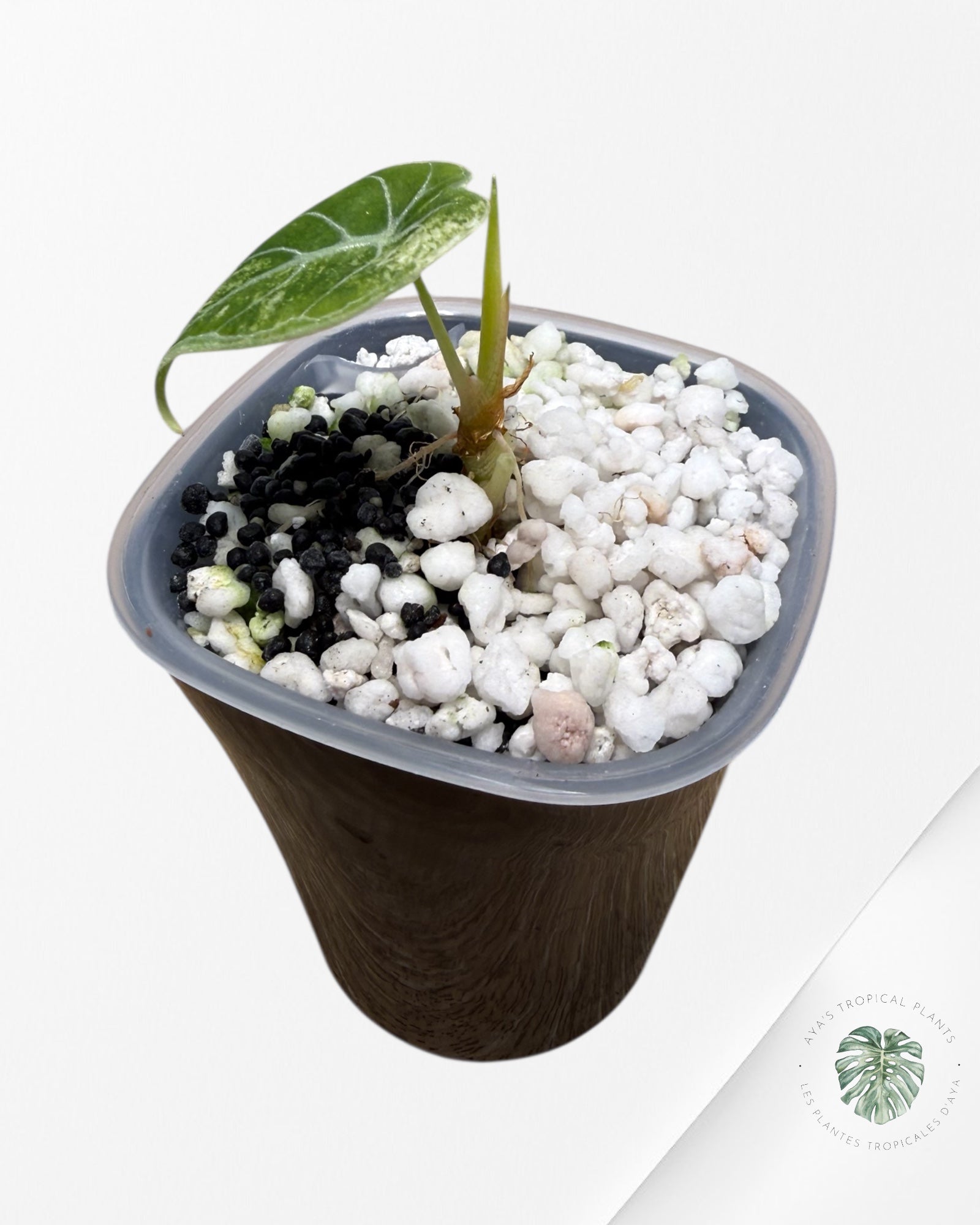 Alocasia Watsoniana Glossy Pink Variegated