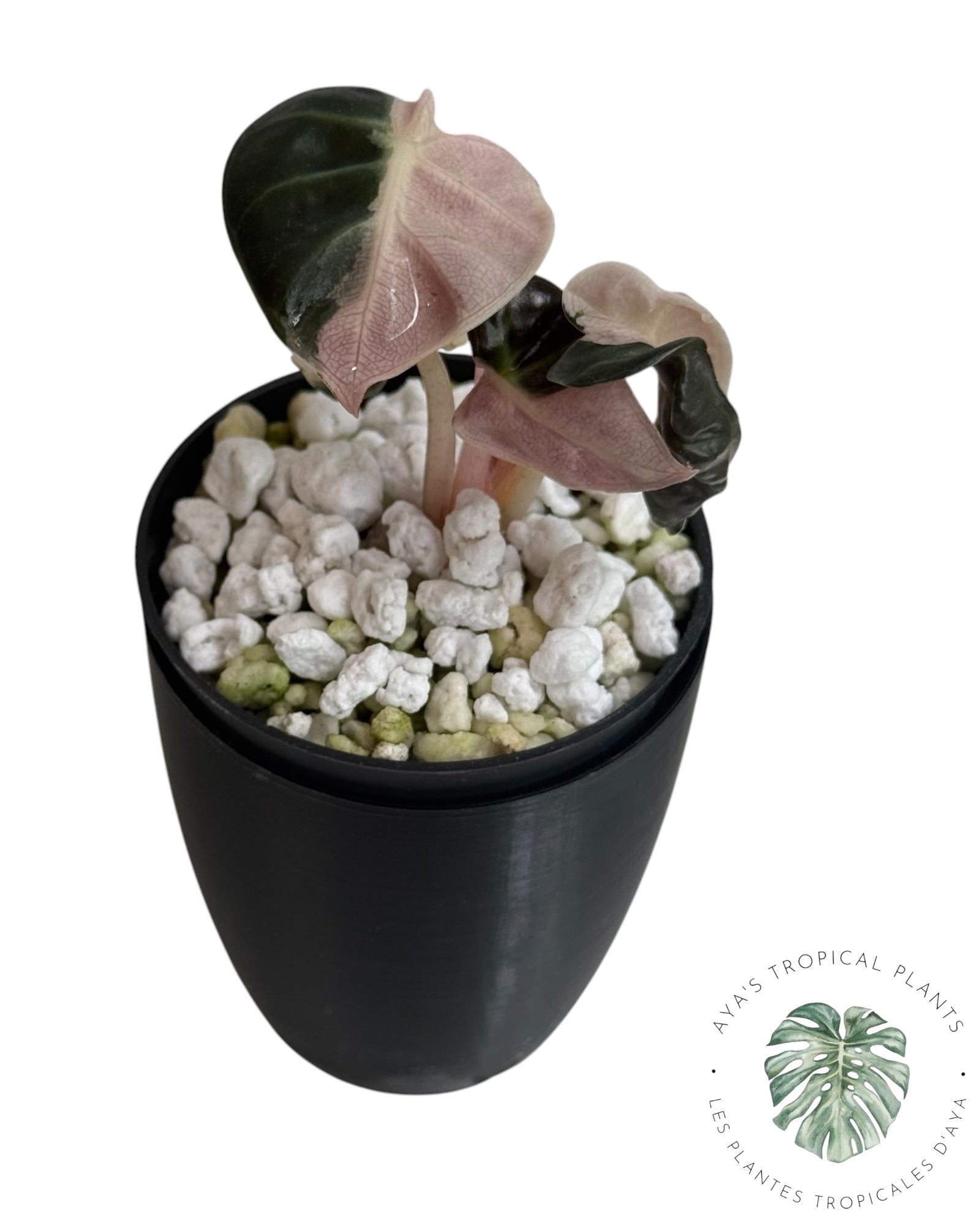 Alocasia Heart Balloon Pink variegated