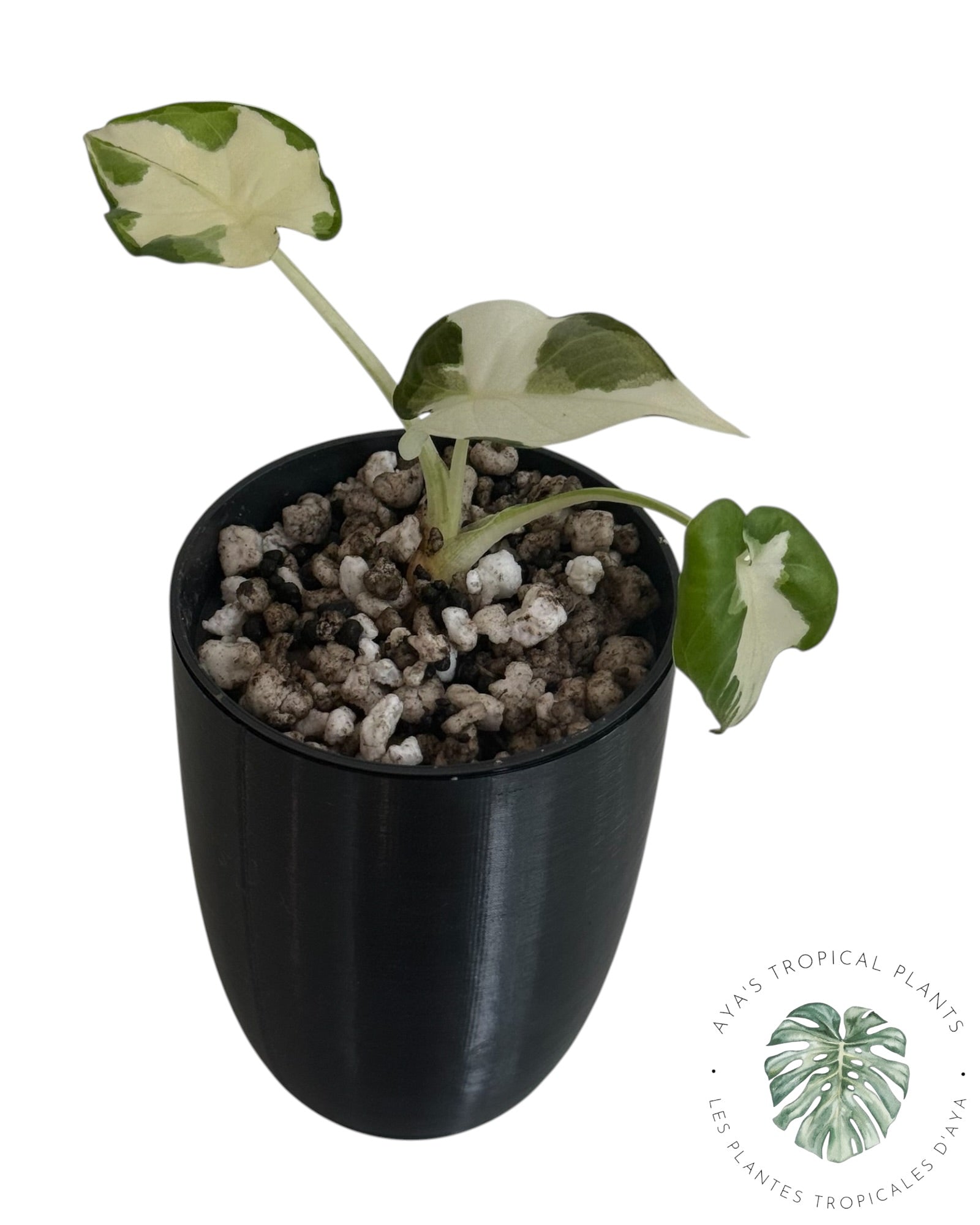 Alocasia Regal Shield Albo