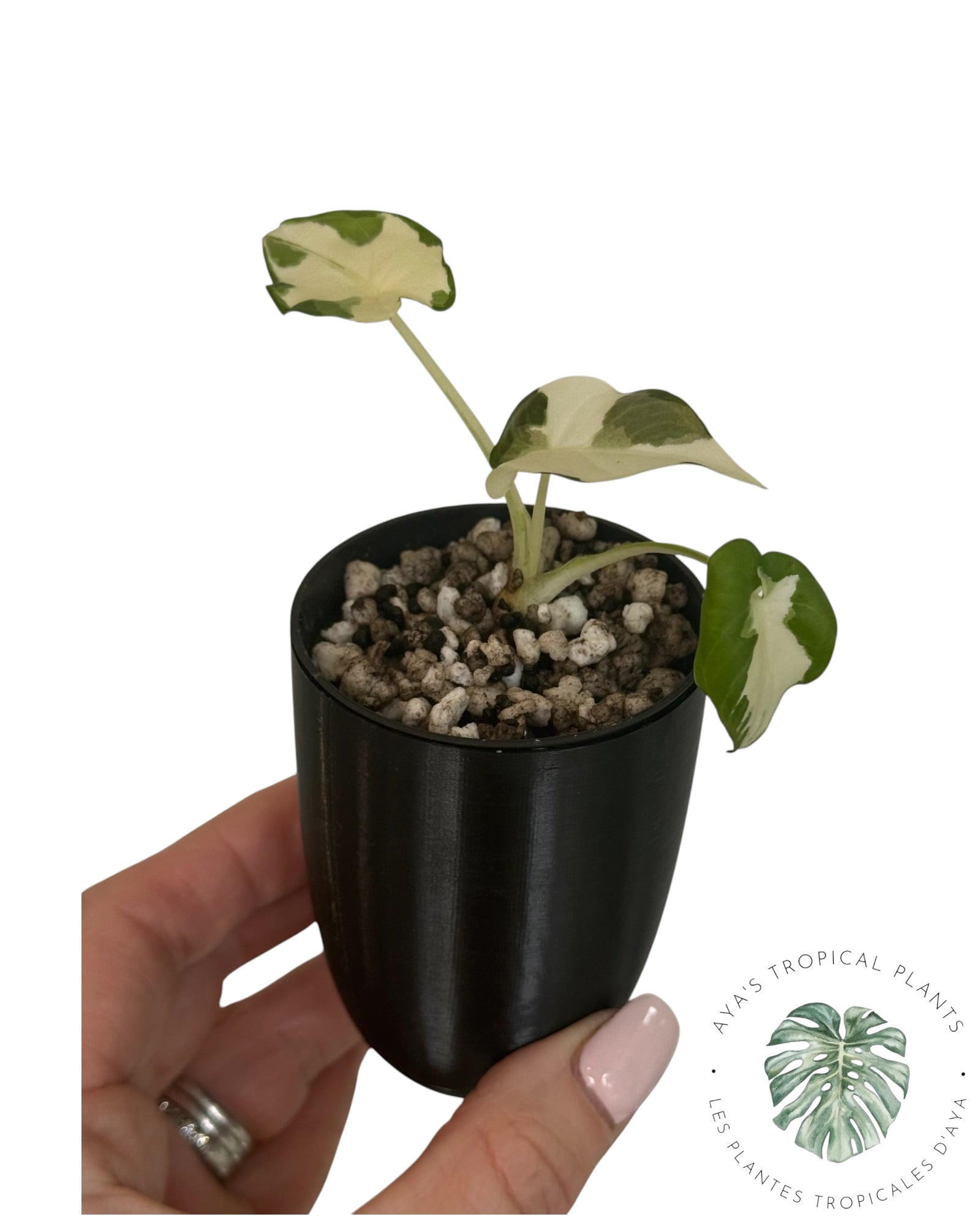 Alocasia Regal Shield Albo