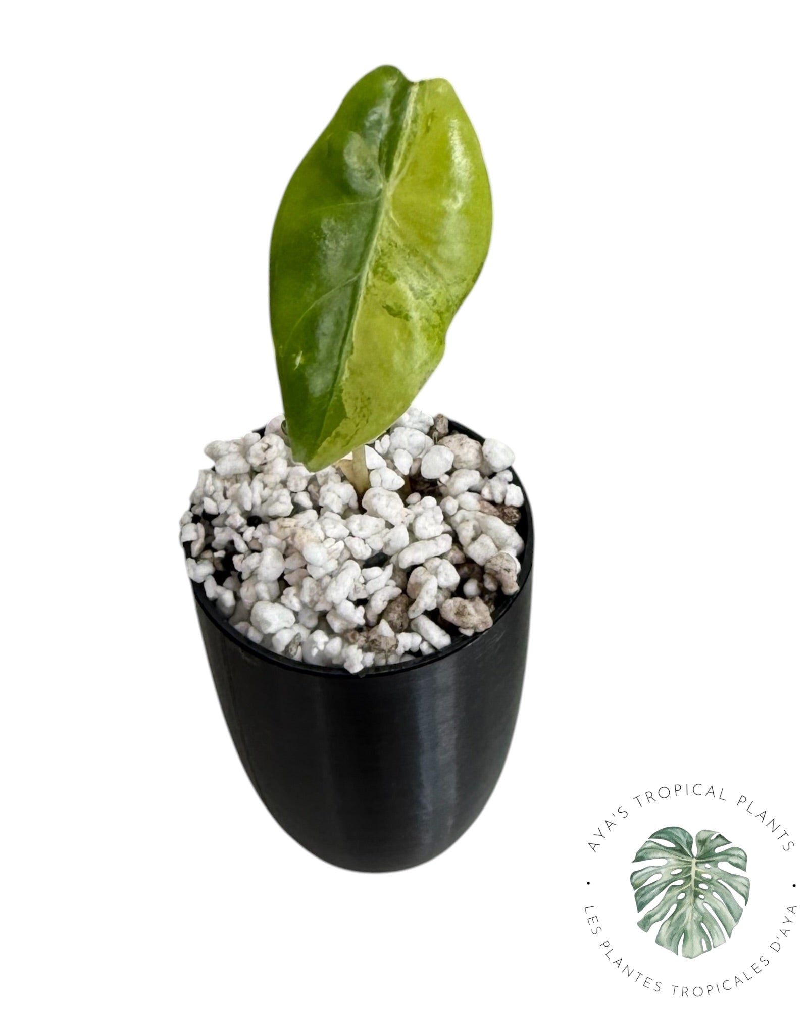 Alocasia Longiloba Grandis Aurea Panaché
