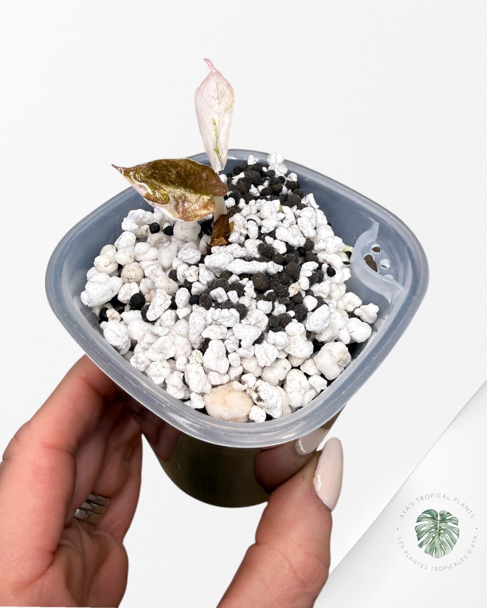 Alocasia Cuprea Albo|Pink Variegated