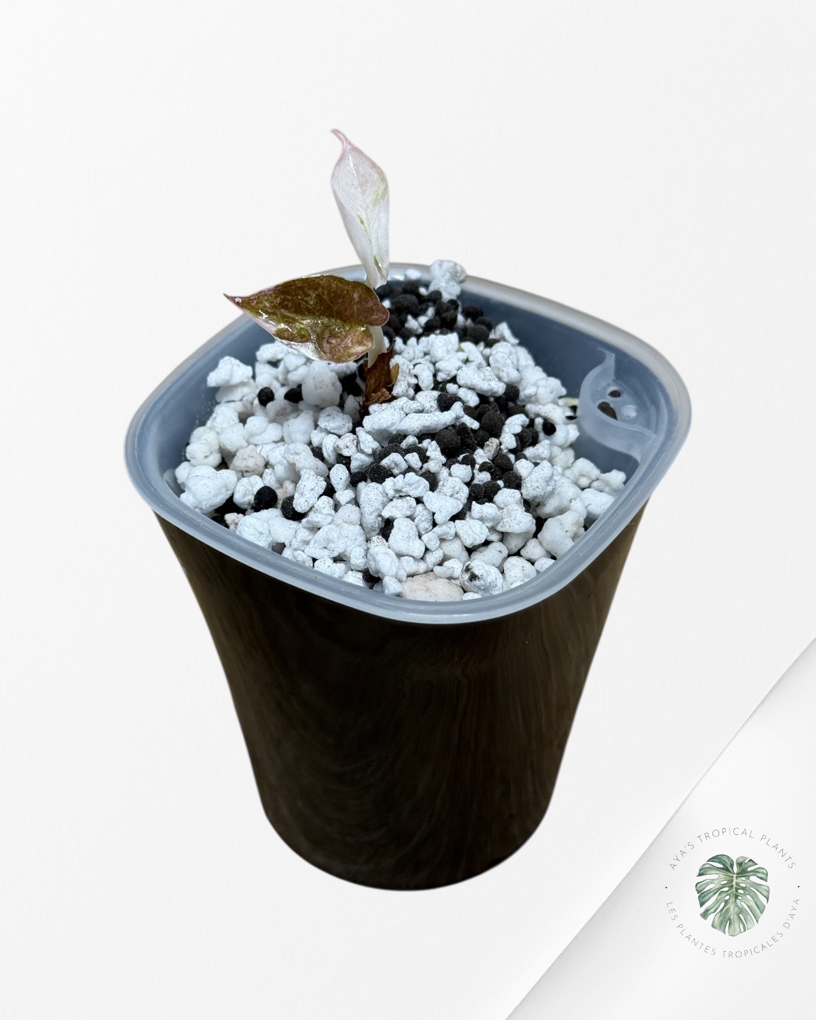 Alocasia Cuprea Albo|Pink Variegated