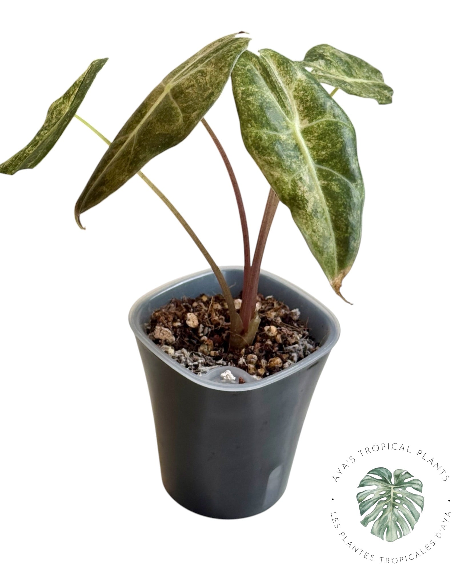 Alocasia Black Satun Pink Stardust Panaché