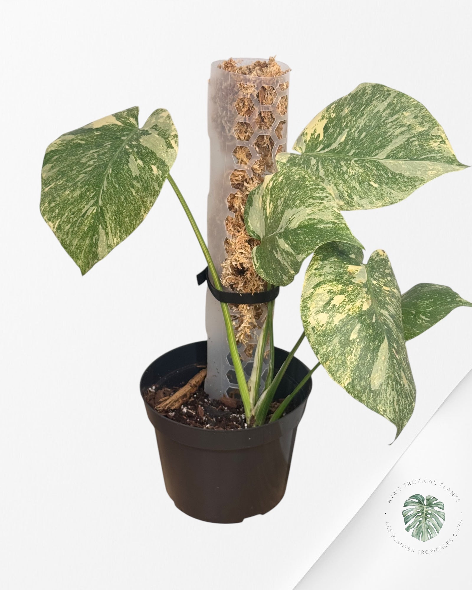 Monstera Green Snow.