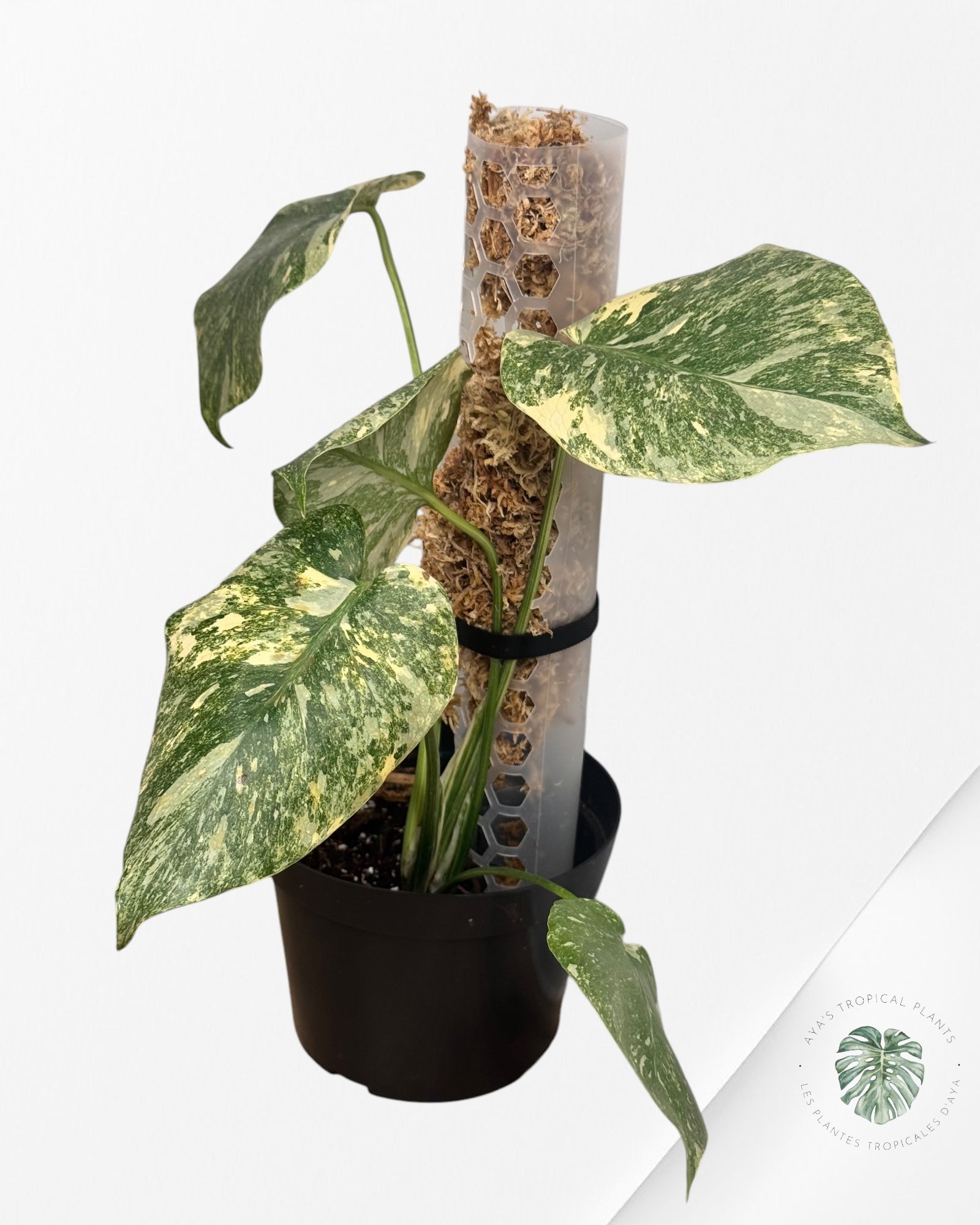 Monstera Green Snow.