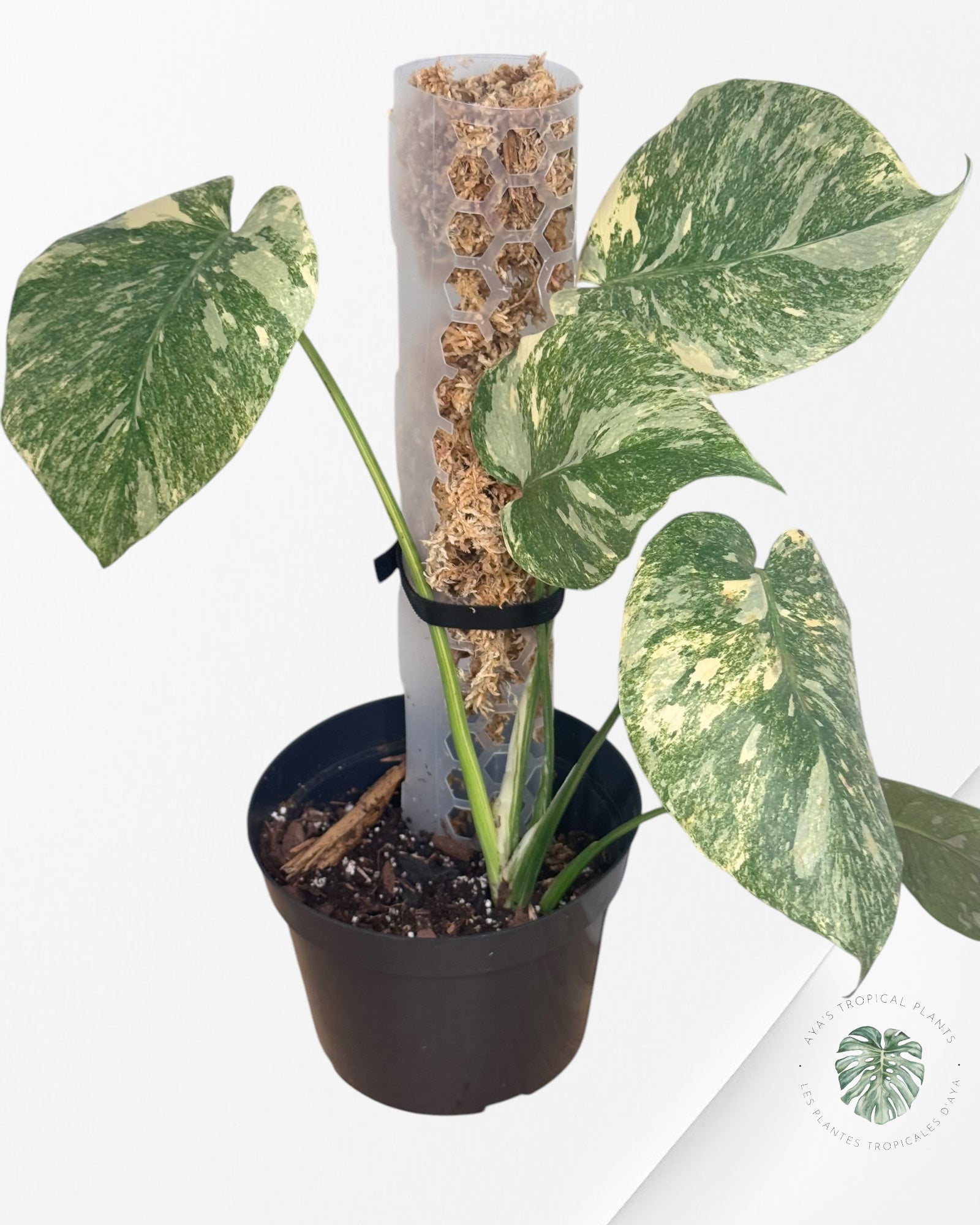 Monstera Green Snow.