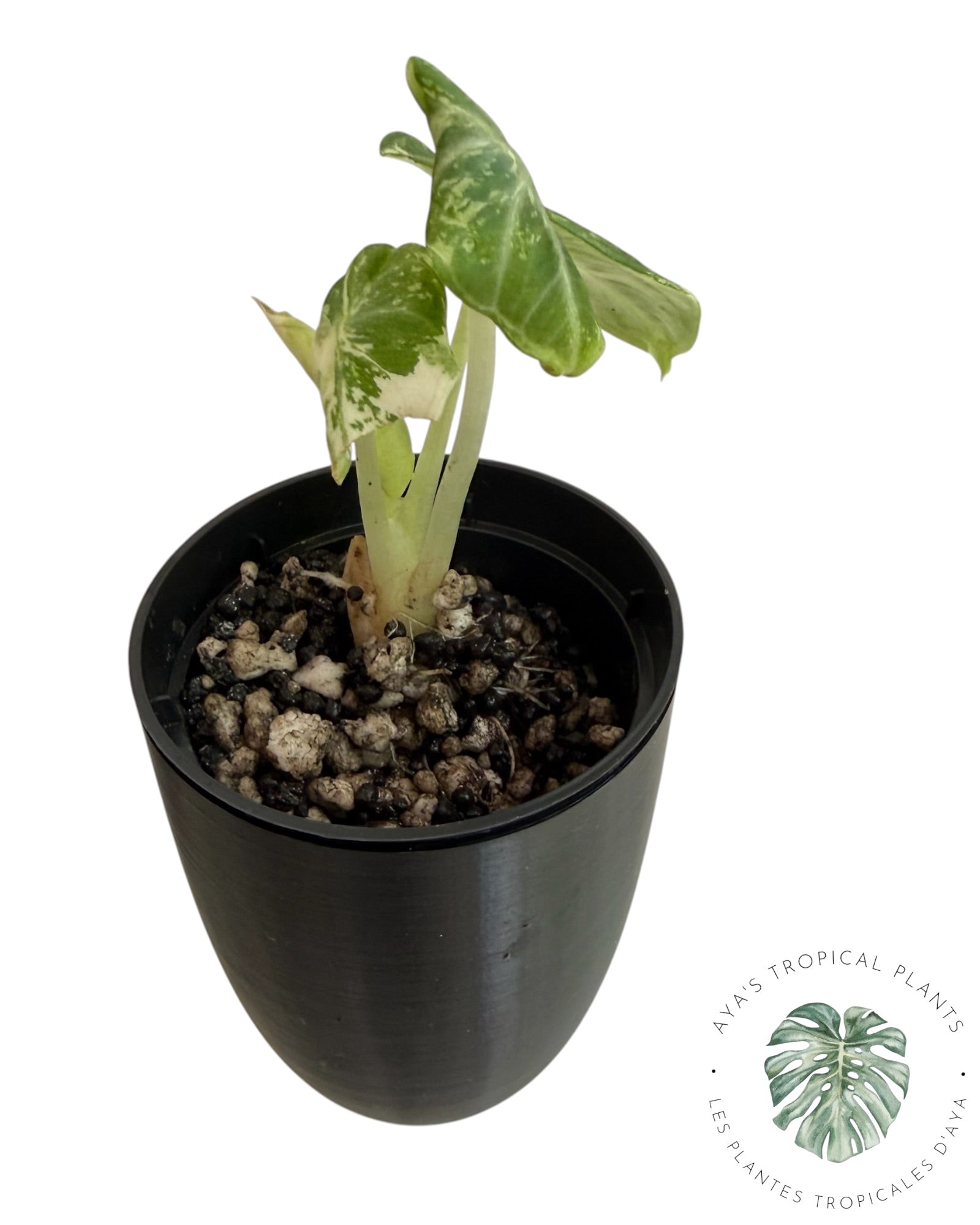 Alocasia Ninja Albo Variegated