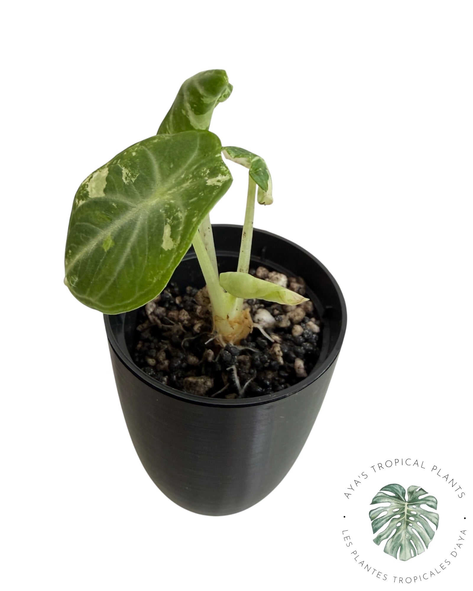Alocasia Ninja Albo Variegated