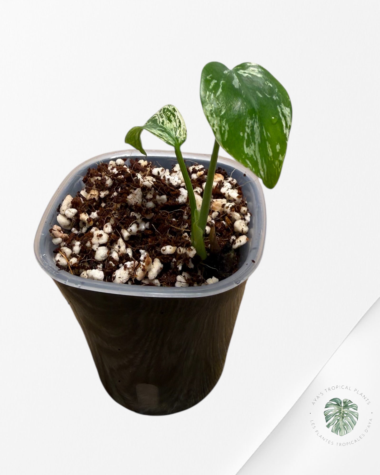 Monstera Devil Monster