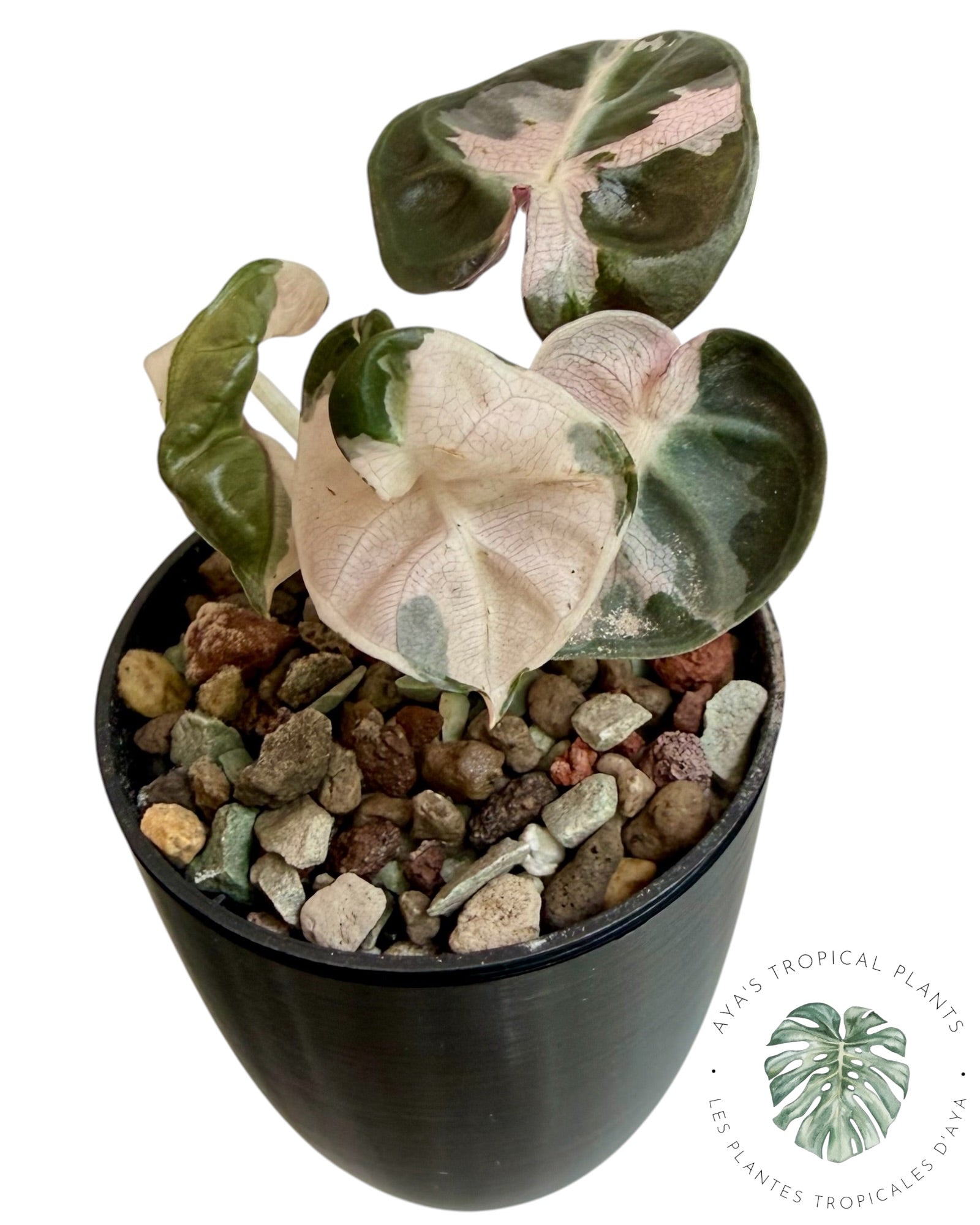 Alocasia Heart Balloon Pink variegated