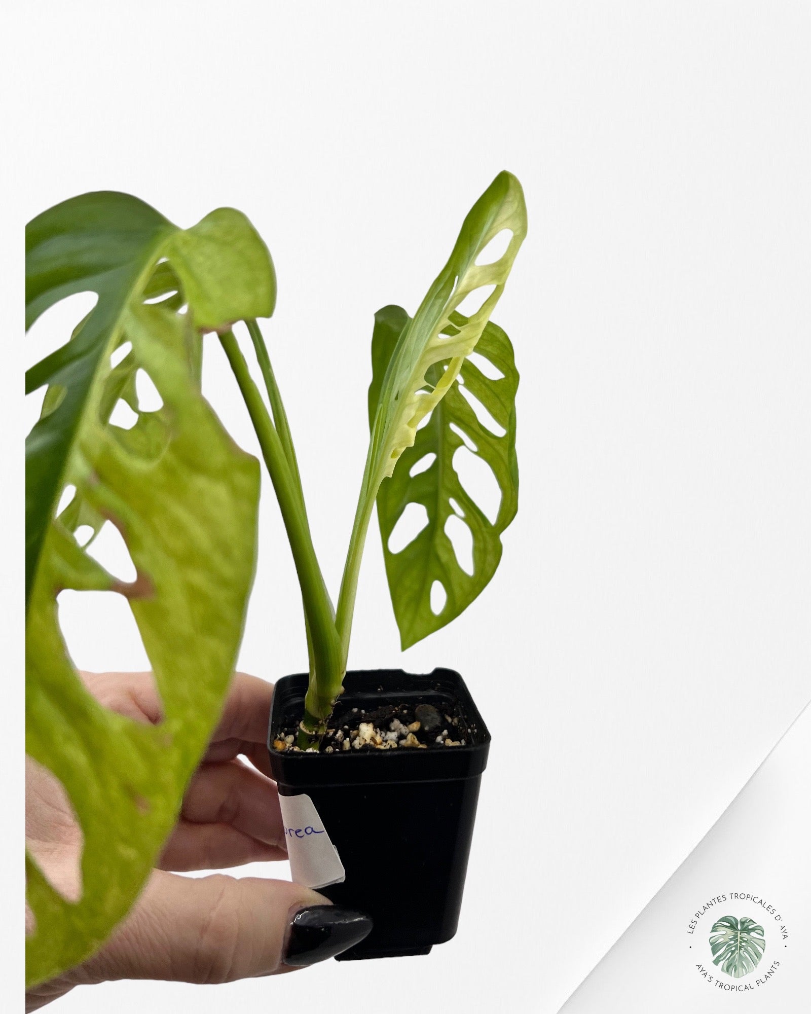 Monstera Adansonii Aurea-5000