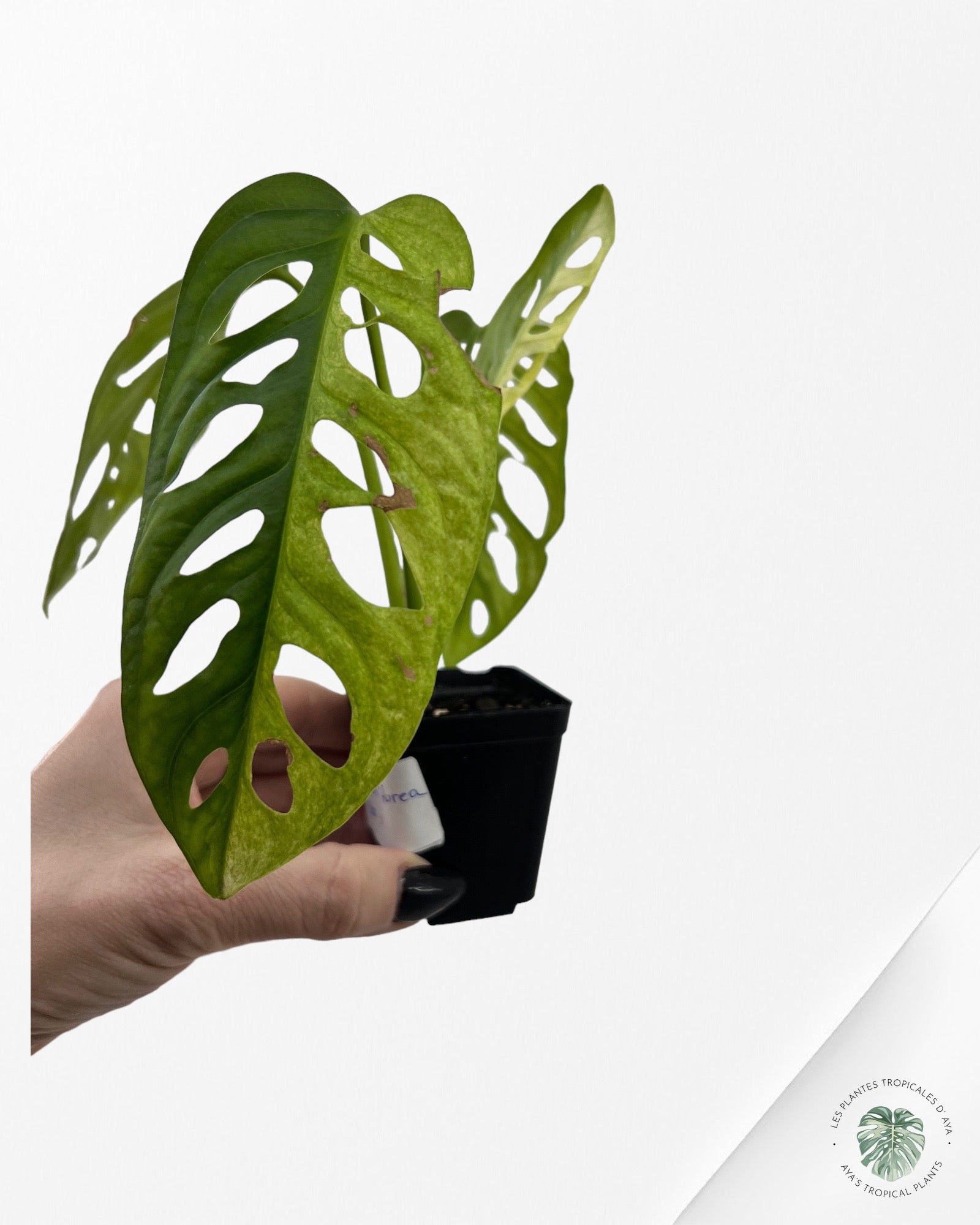 Monstera Adansonii Aurea-5000