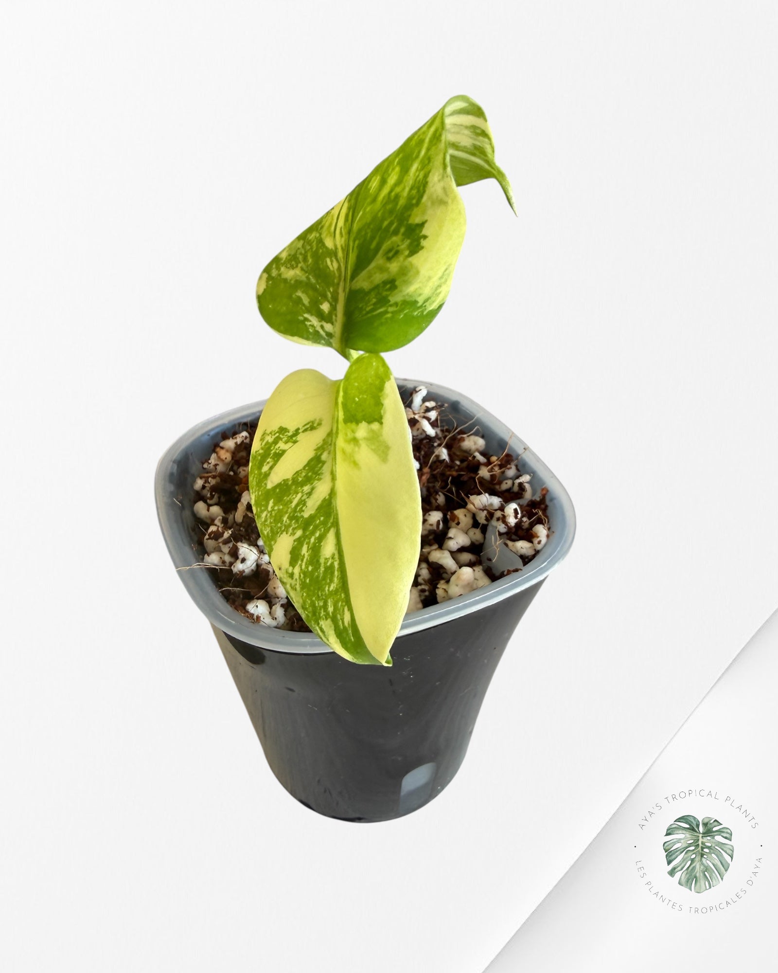 Monstera Deliciosa ‘Lemon Pom Pom’