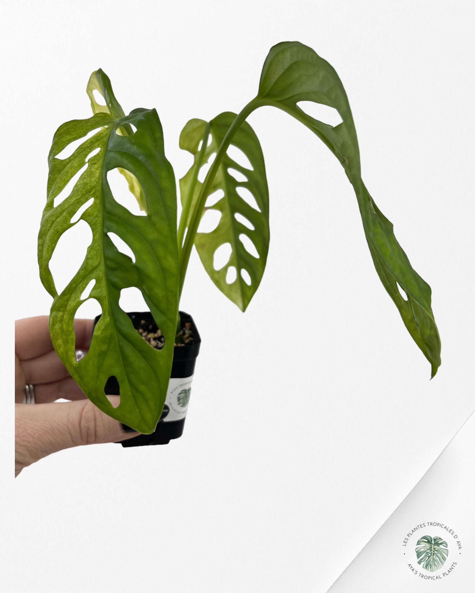 Monstera Adansonii Aurea-5000