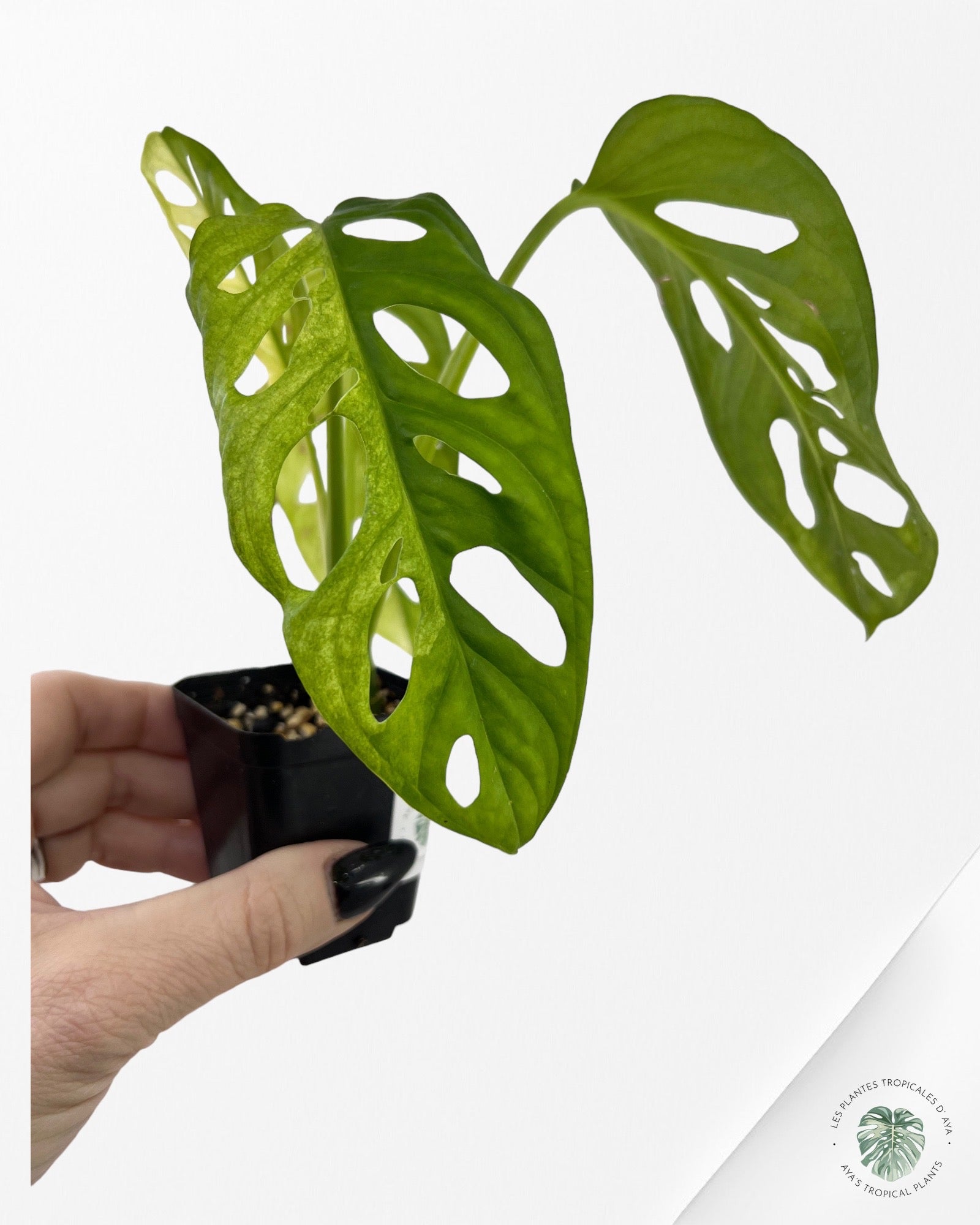 Monstera Adansonii Aurea-5000