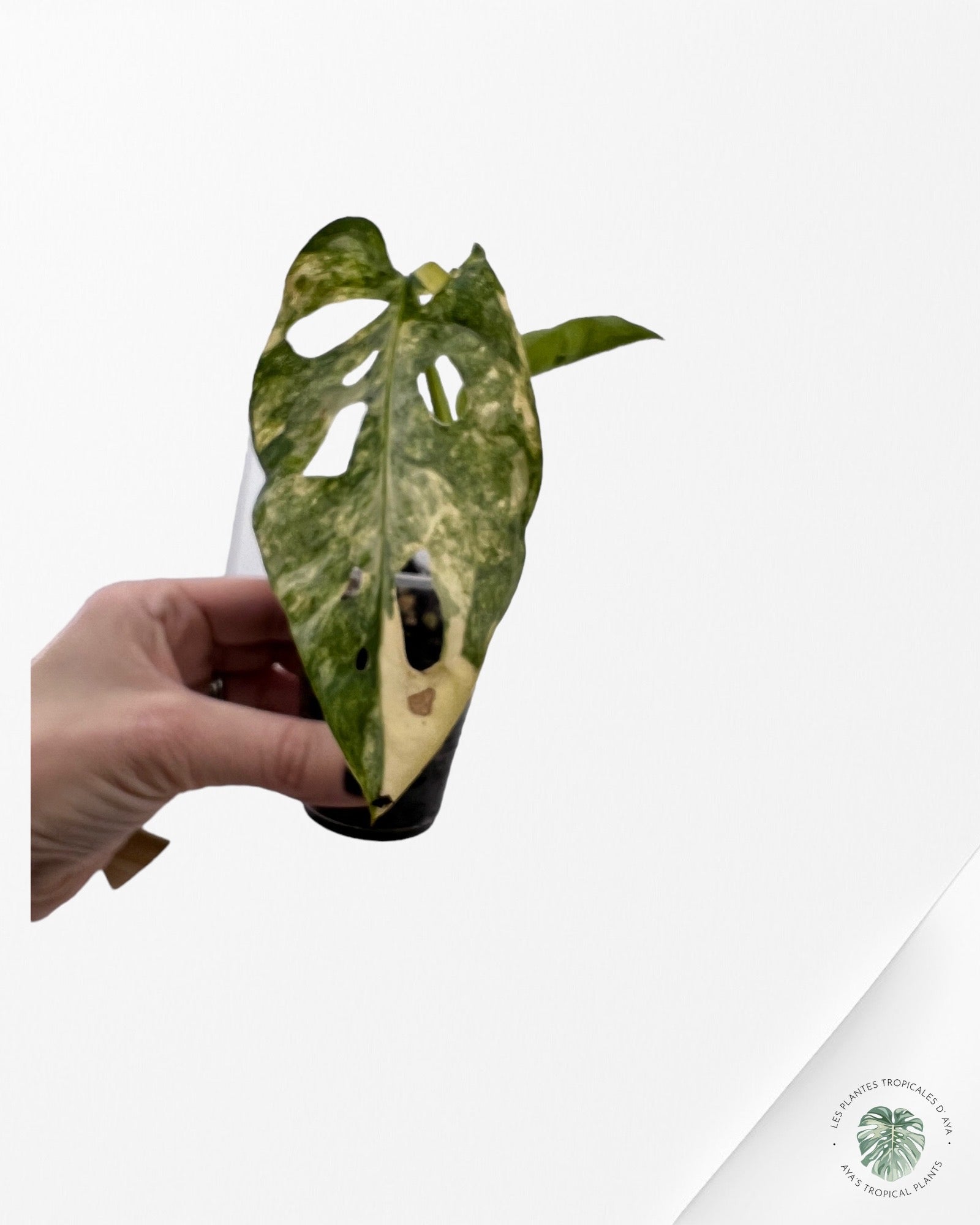 Monstera Adansonii Aurea-102