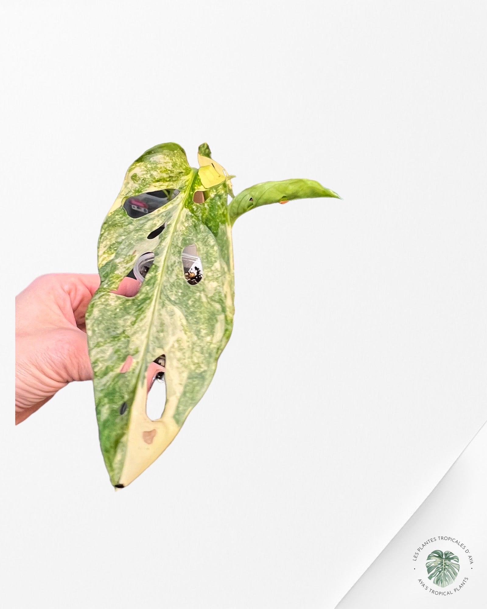 Monstera Adansonii Aurea-102