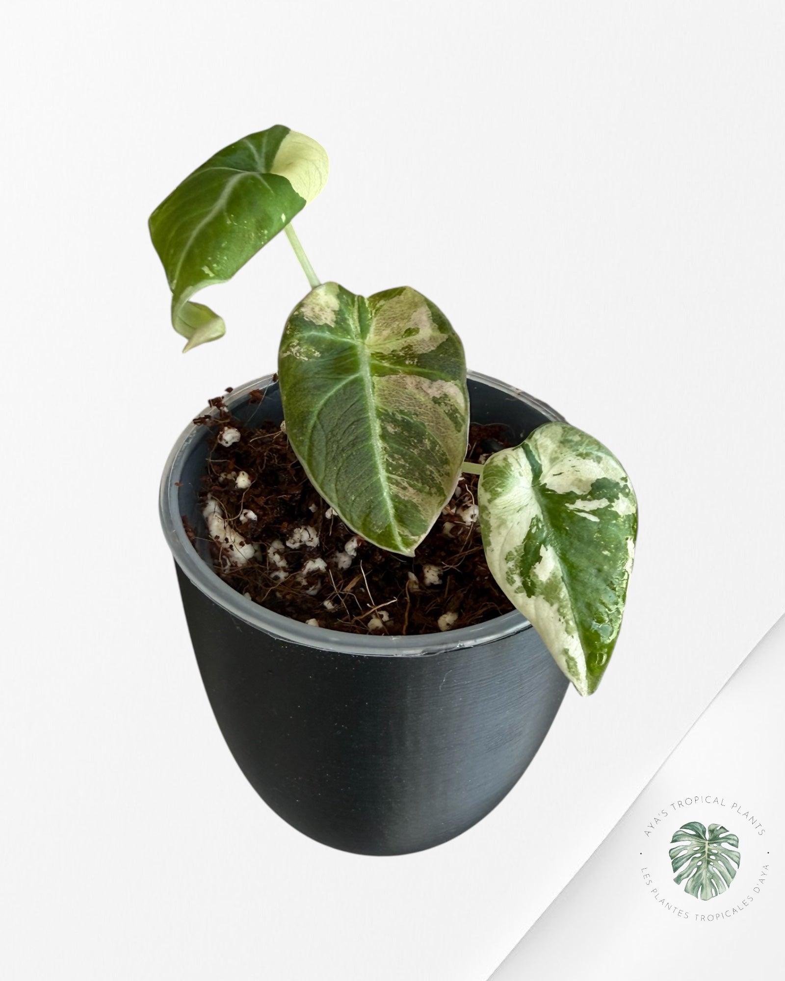 Alocasia Black Velvet Pink Variegated