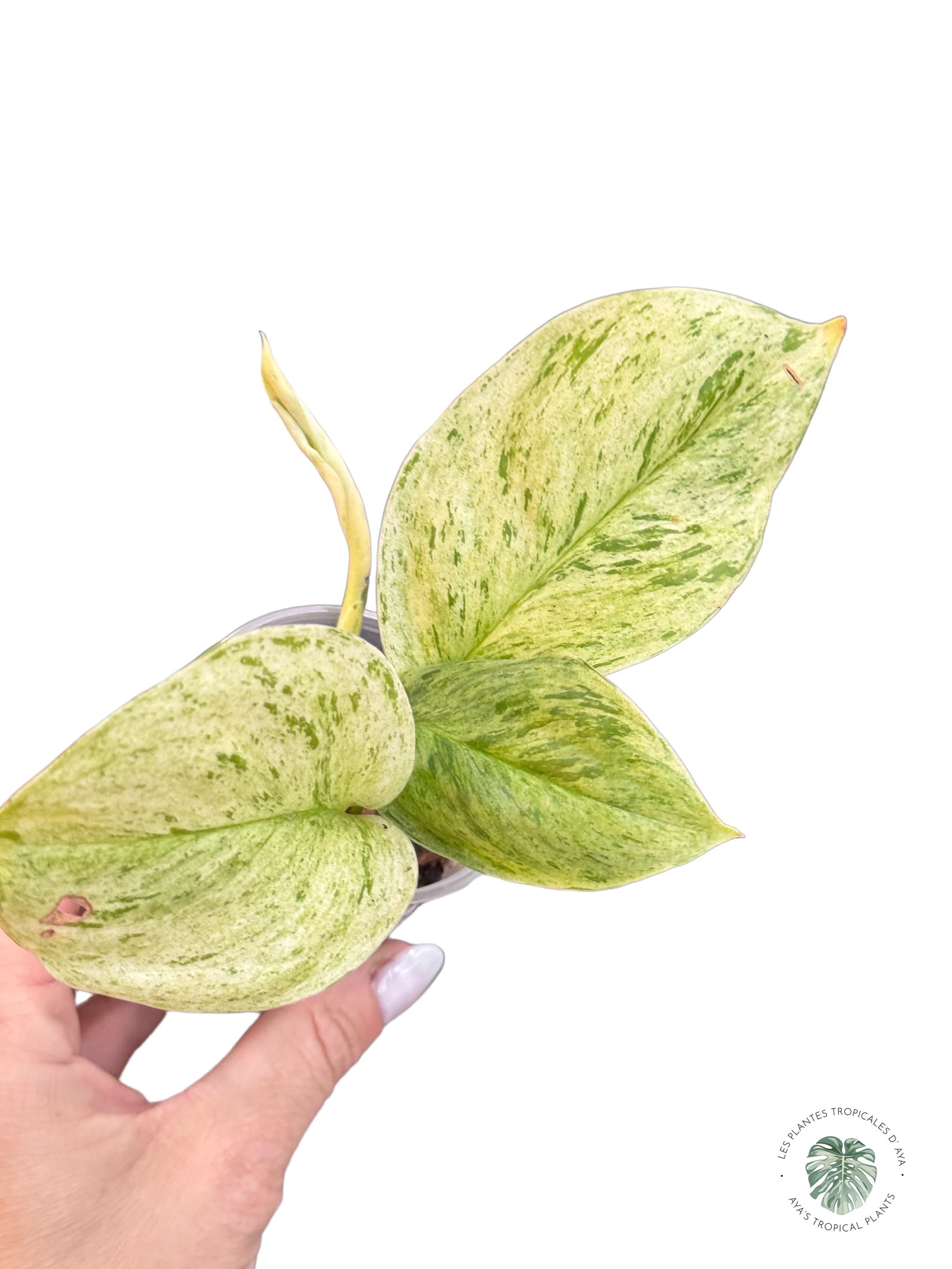 Monstera Adansonii Aurea PP-3232