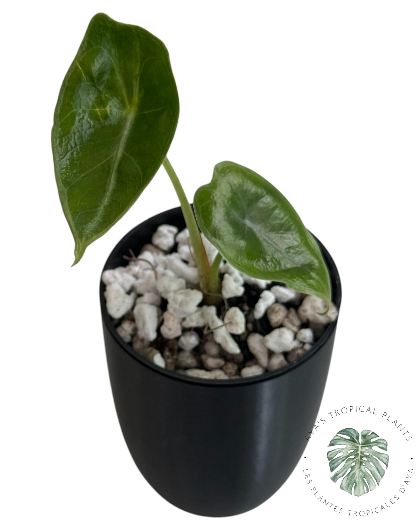 Alocasia Longiloba Purple
