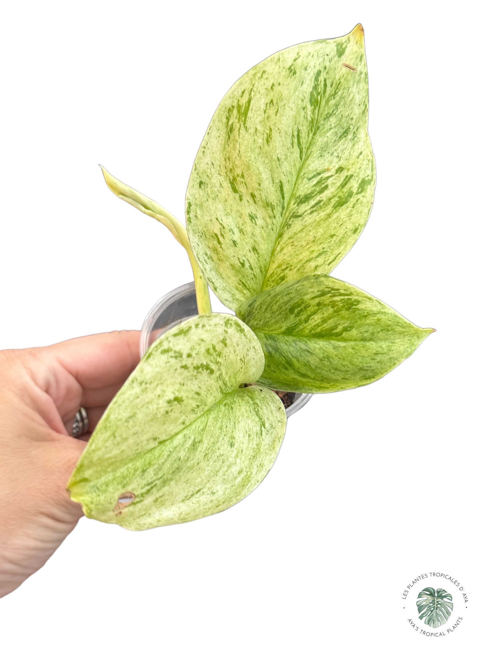 Monstera Adansonii Aurea PP-3232