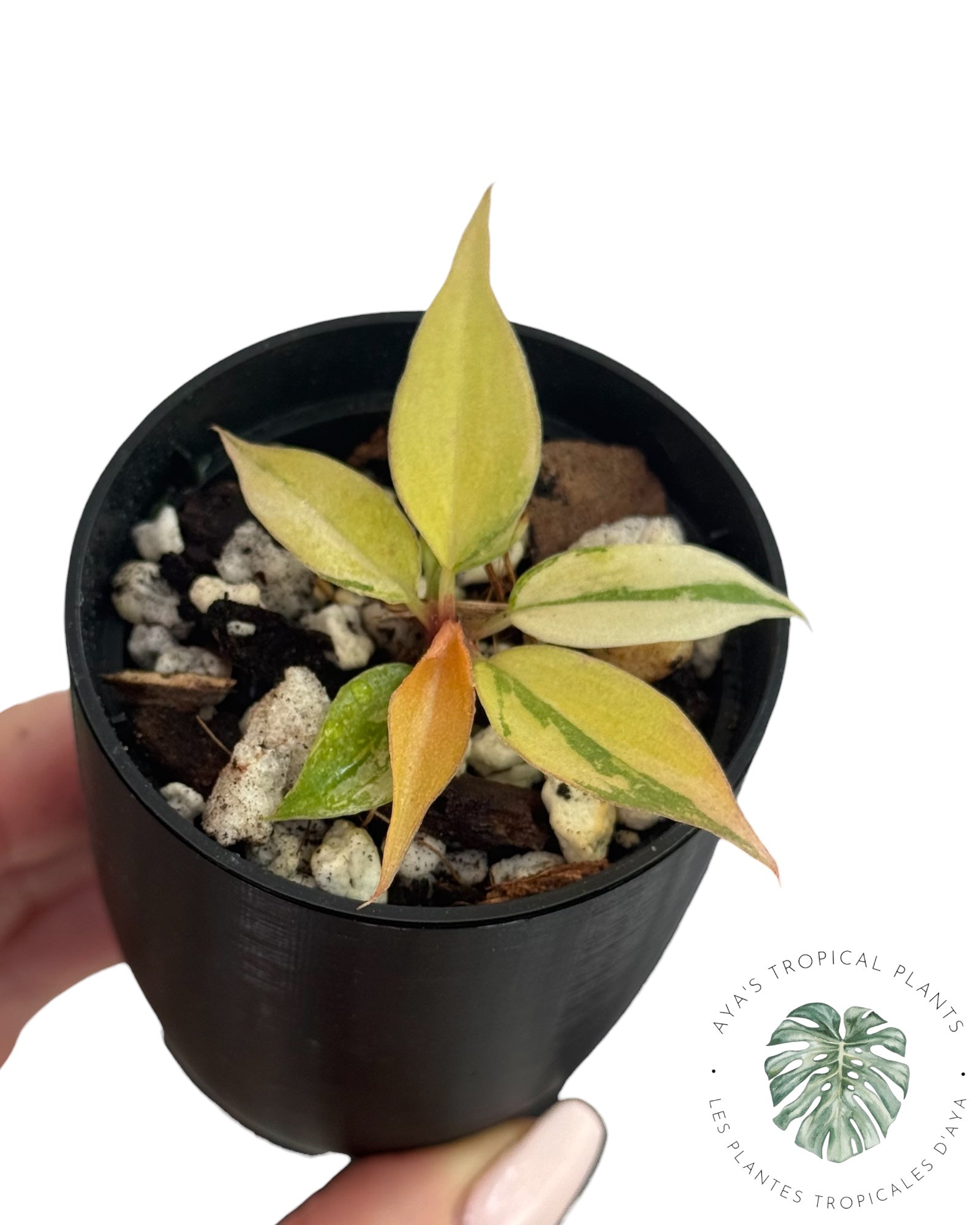 Philodendron Caramel Marble 'Fire Tiger'