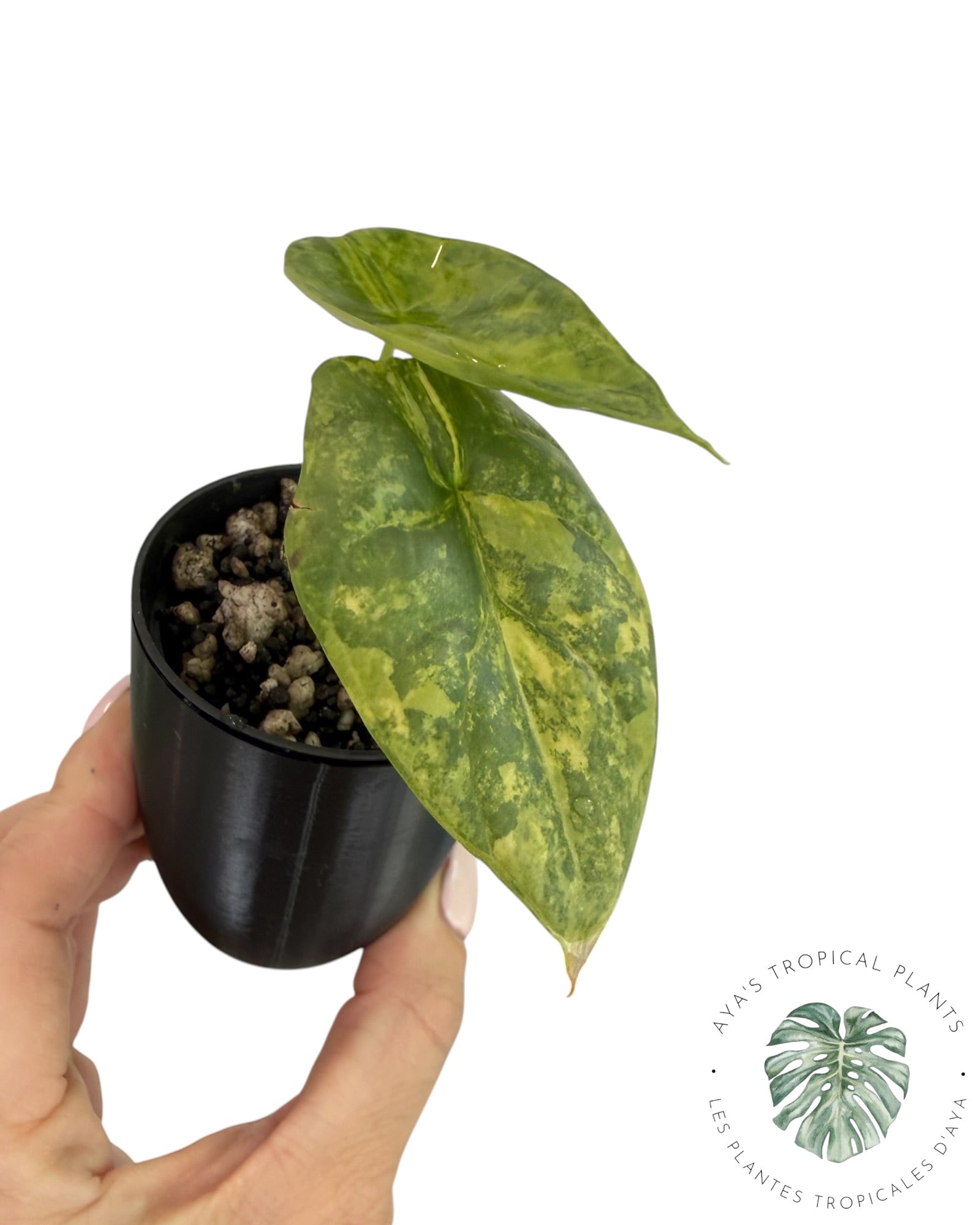 Alocasia Silver Dragon Aurea Variegated