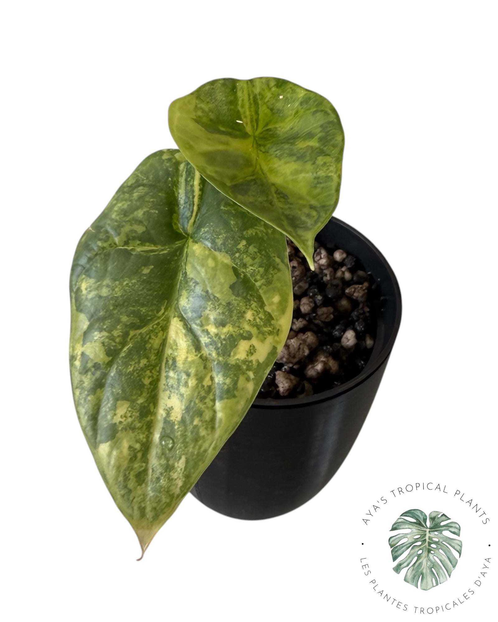 Alocasia Silver Dragon Aurea Variegated
